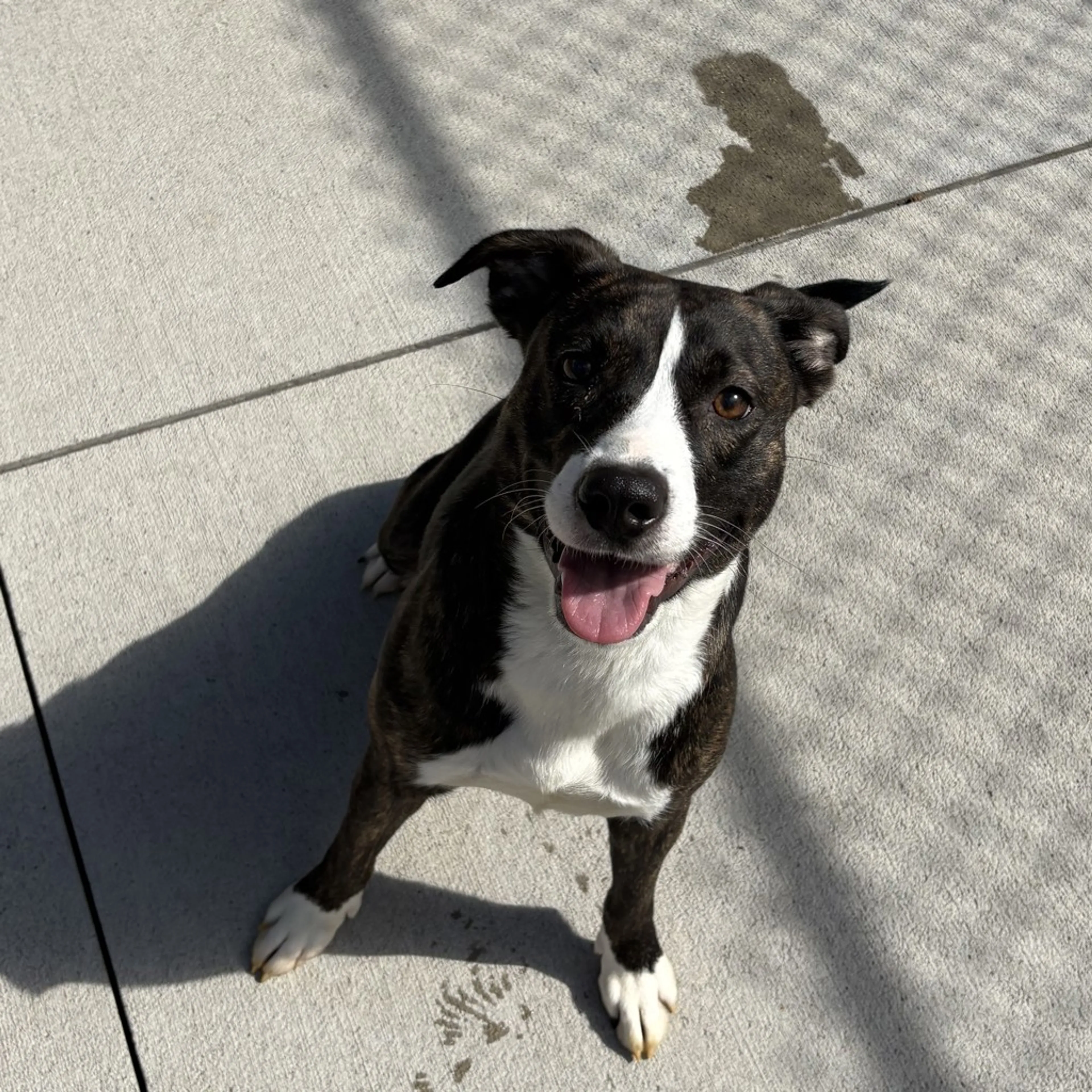 Found pet-1