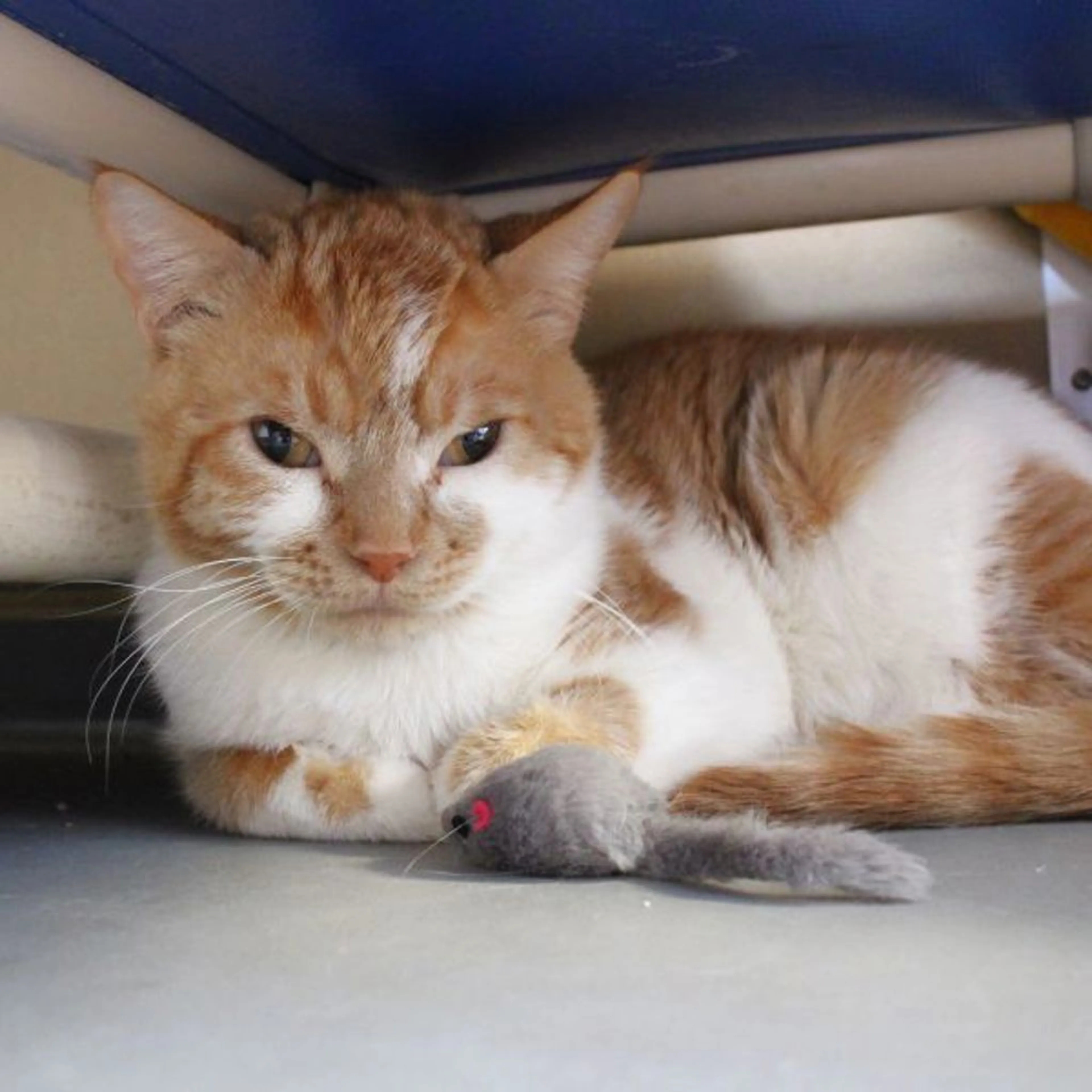 Found pet-3