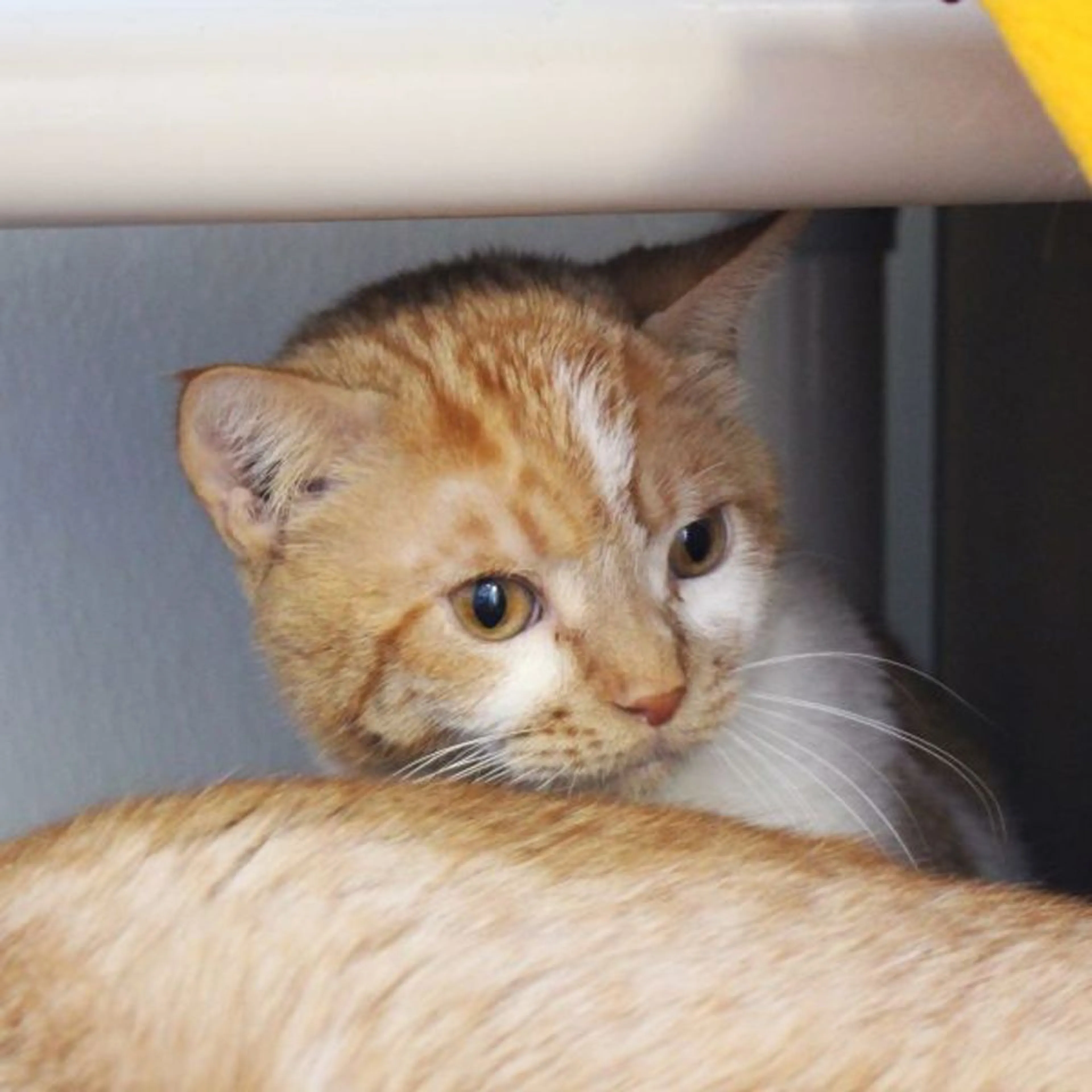 Found pet-2