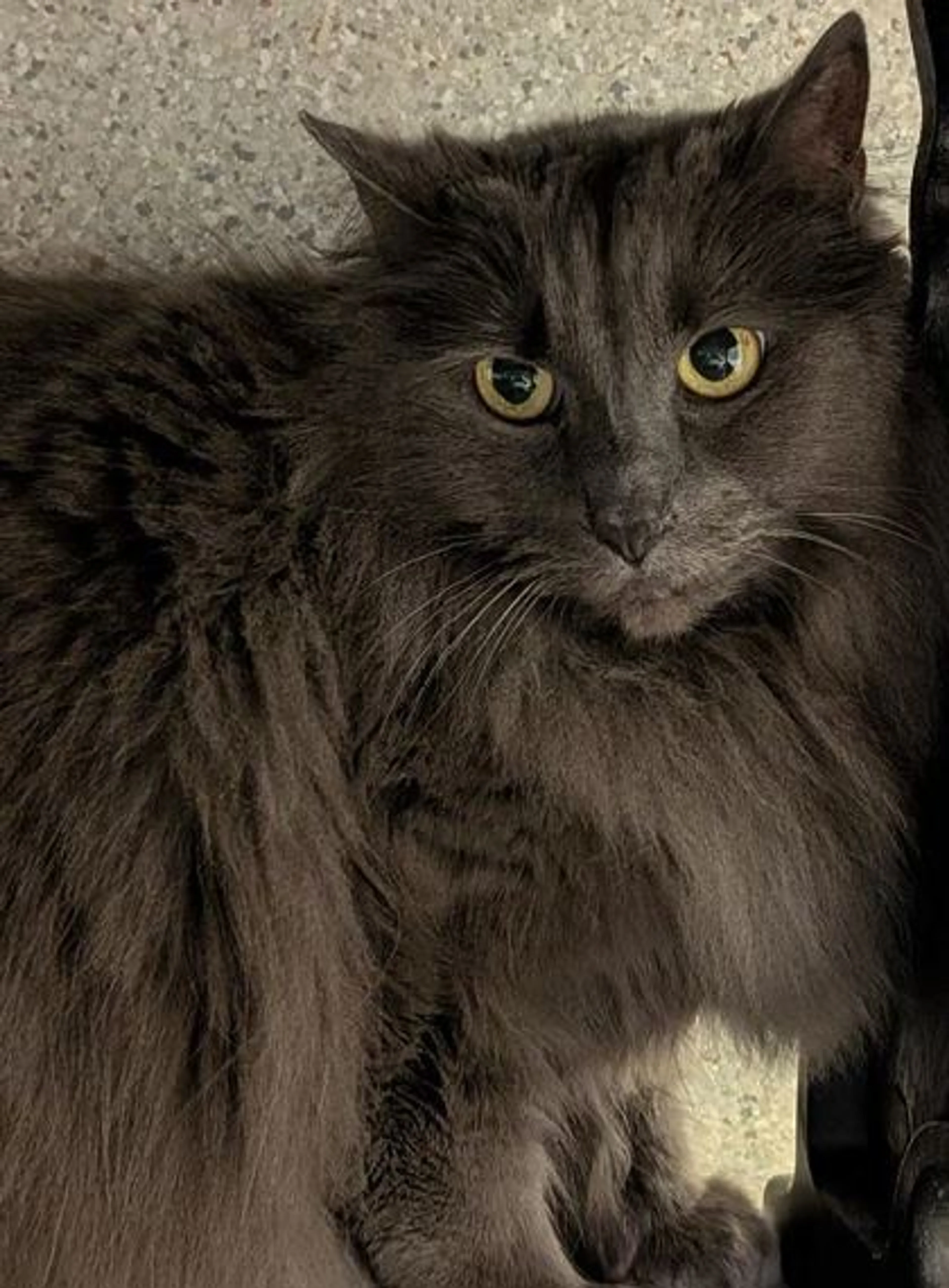 Found pet-2