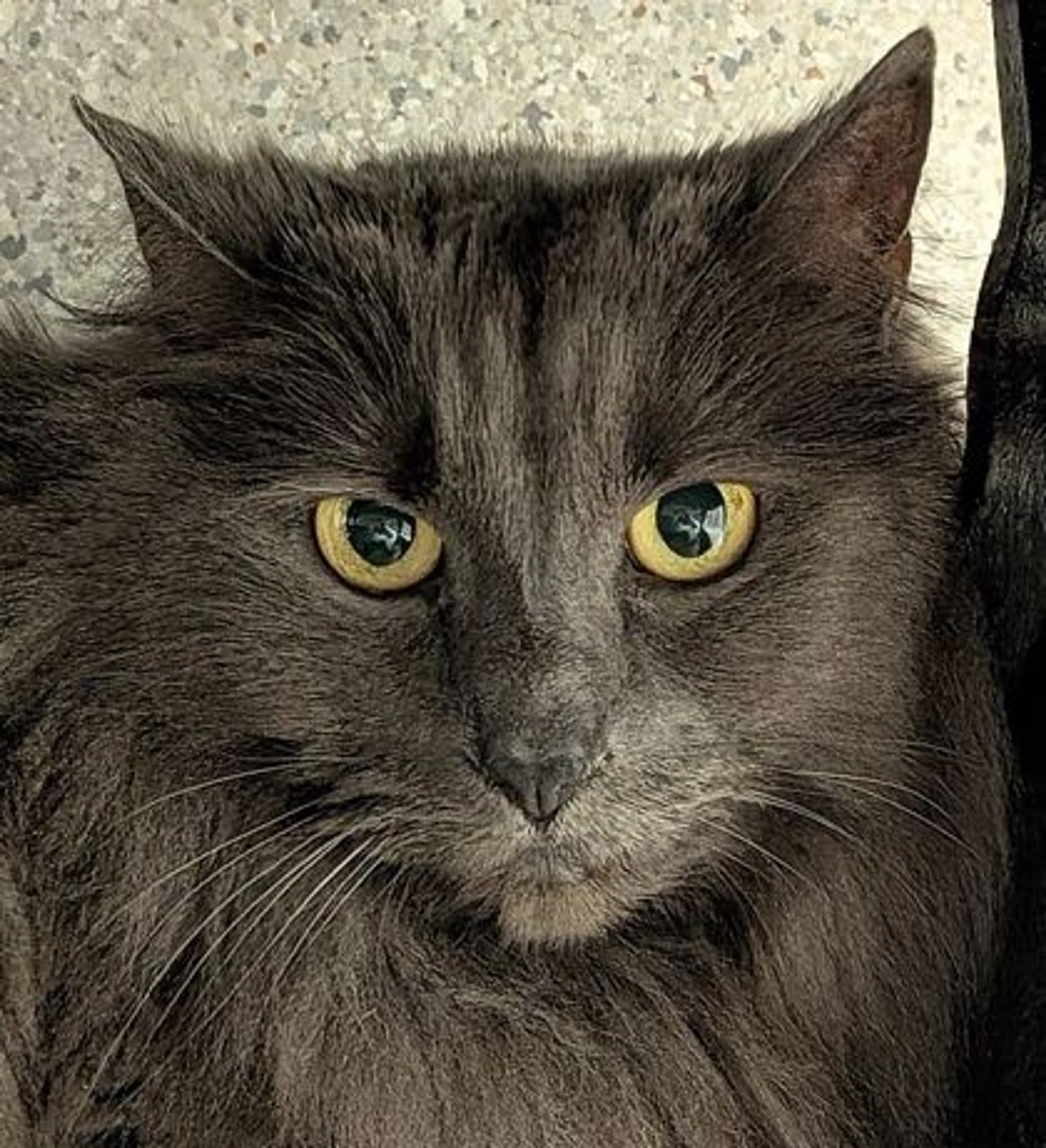 Found pet-1