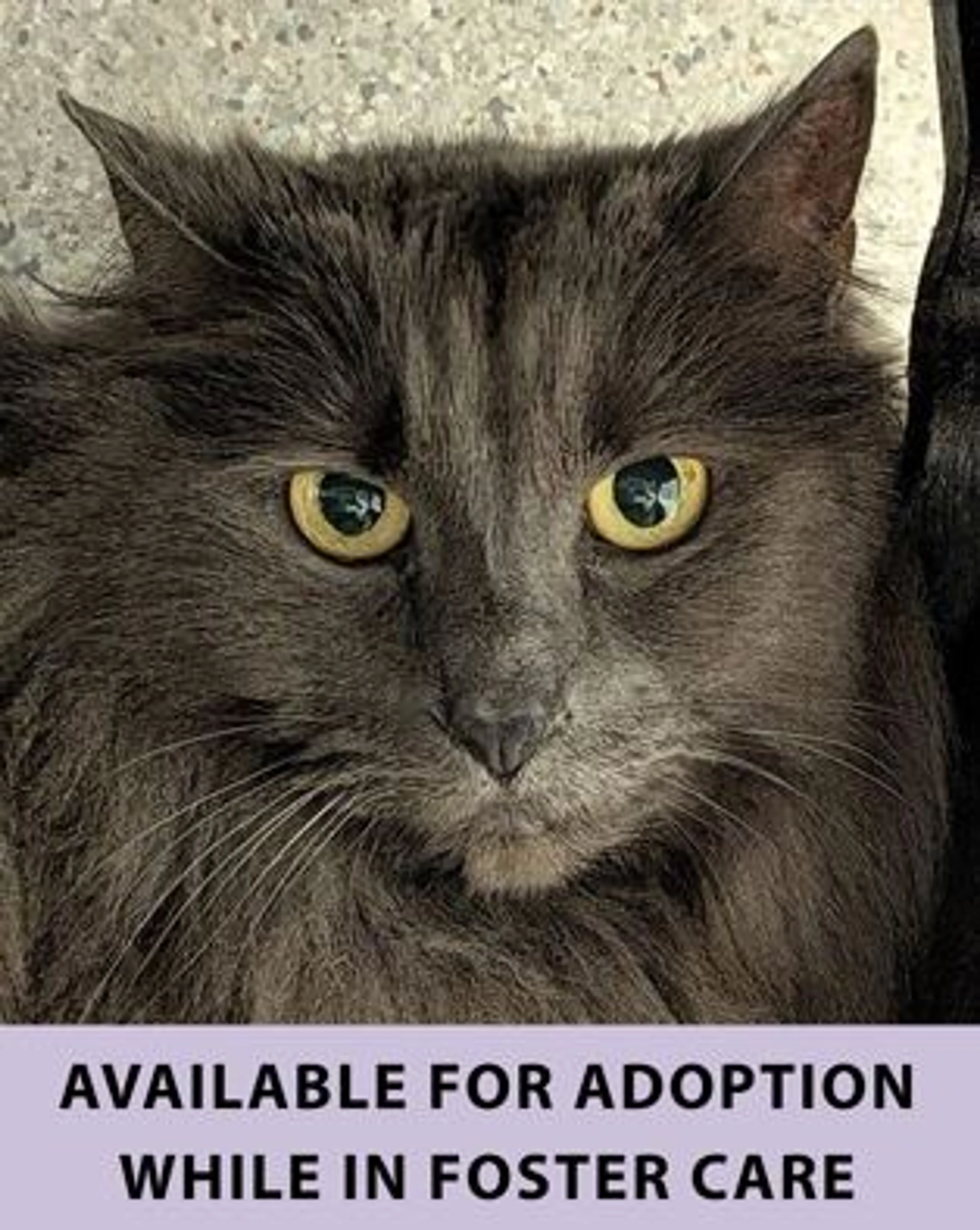 Found pet-0