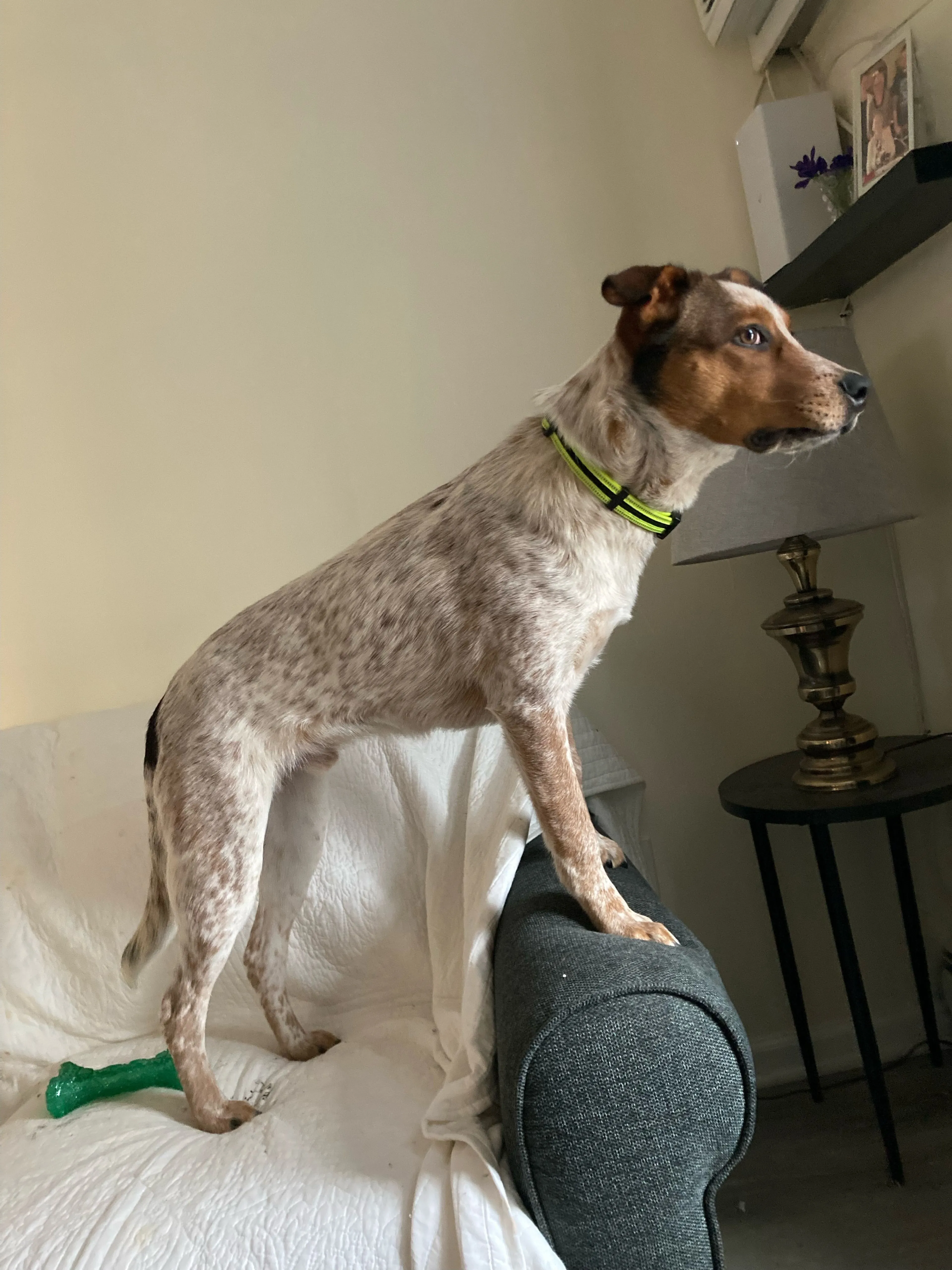 Lost pet