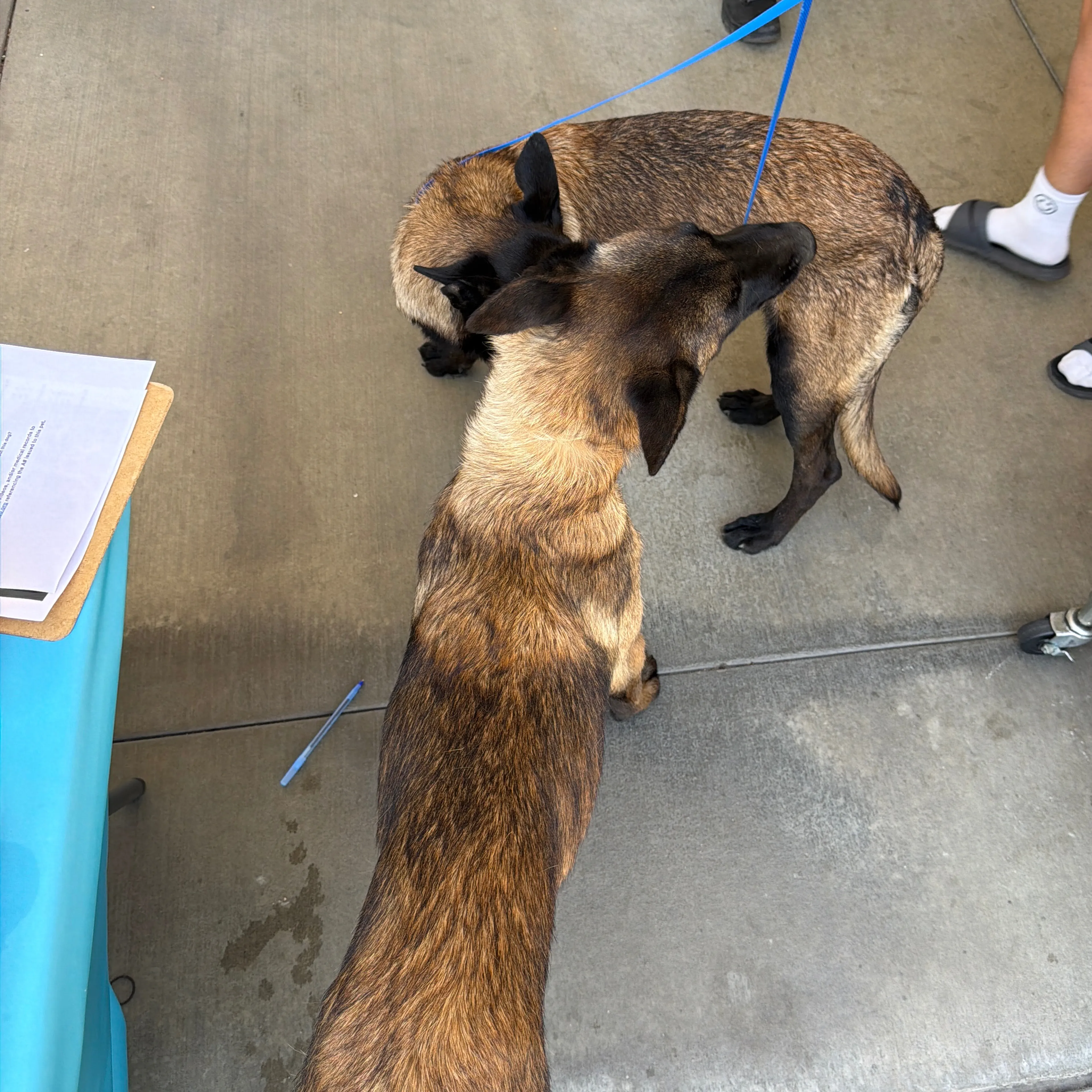 Found pet-1