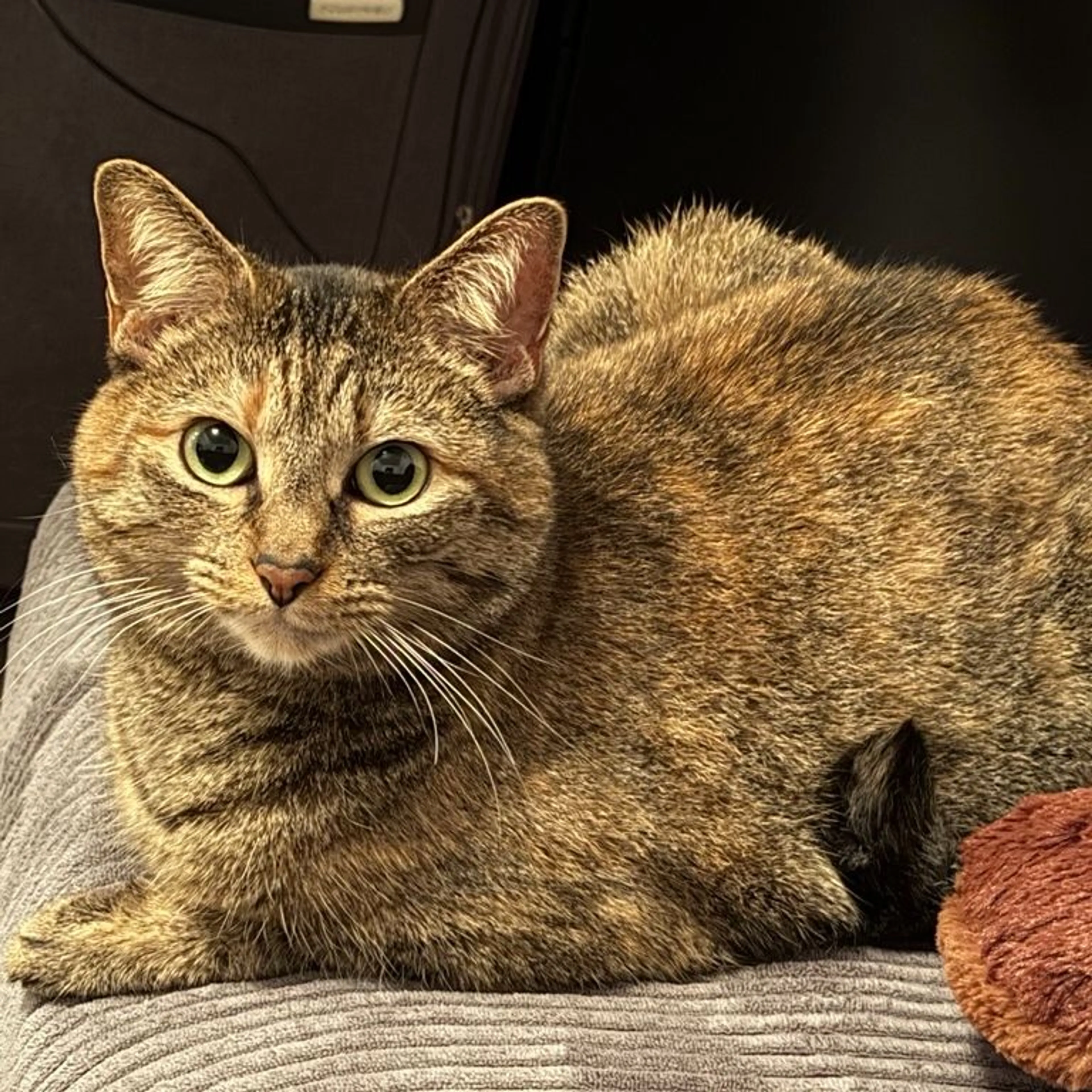 Lost pet-0