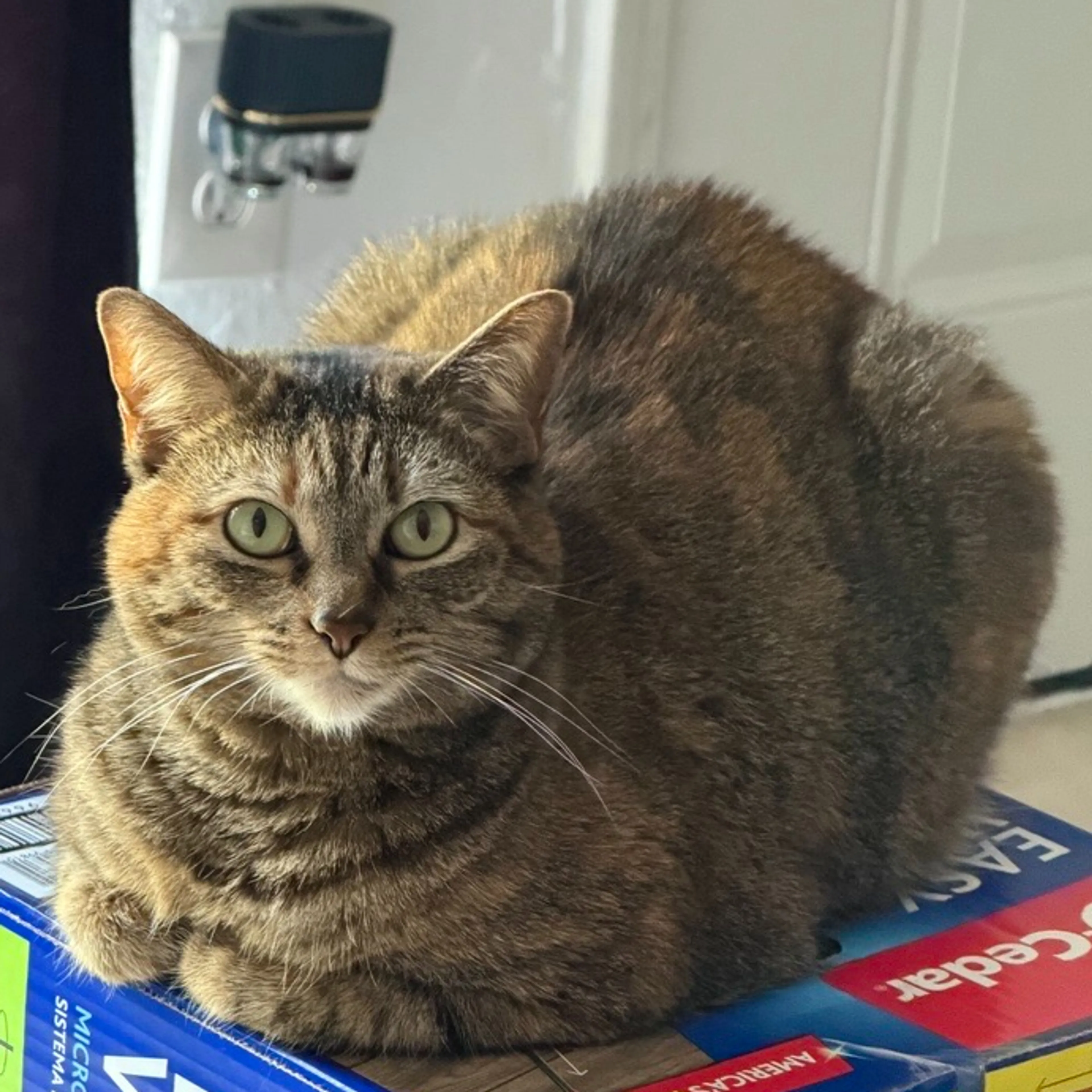Lost pet-1