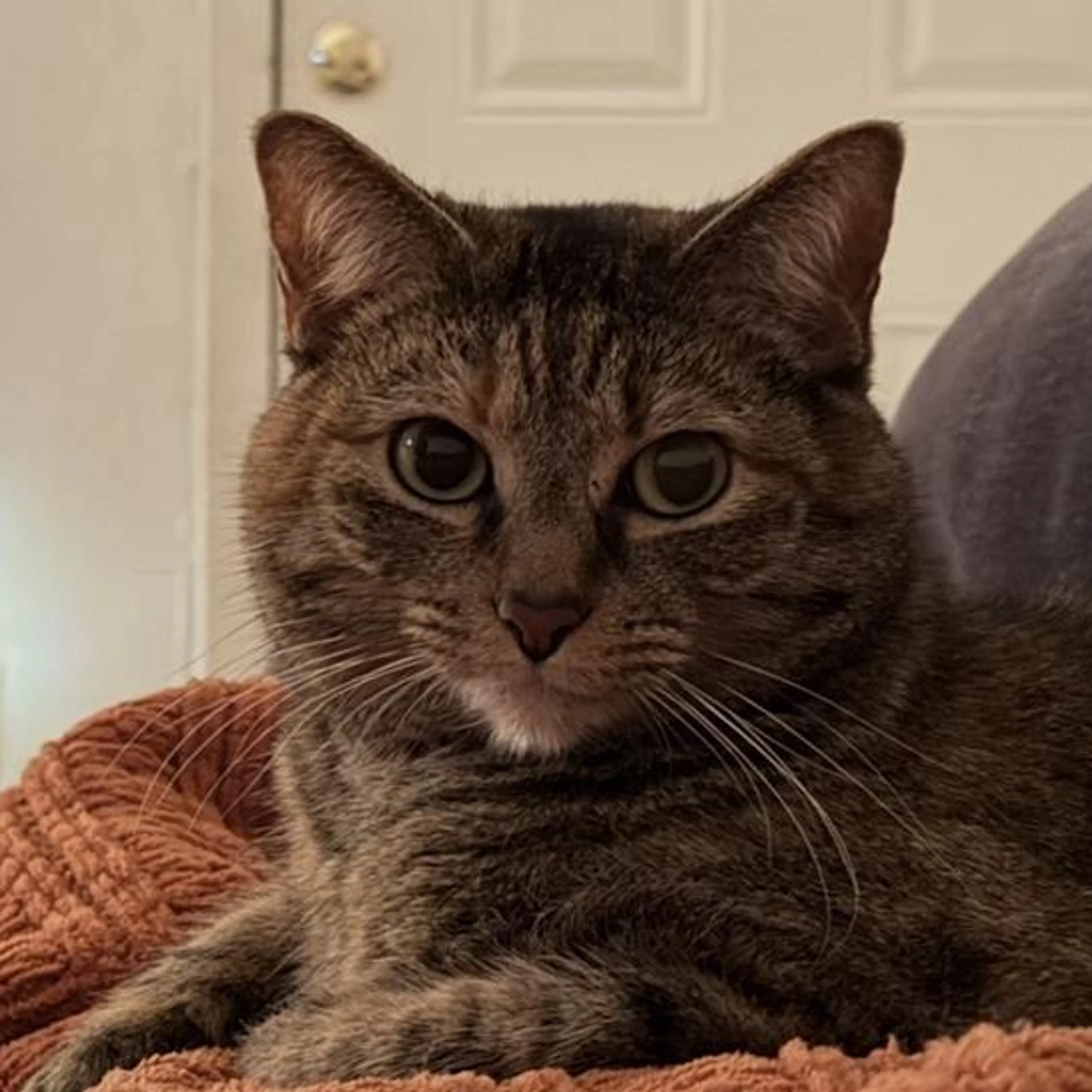 Lost pet-2
