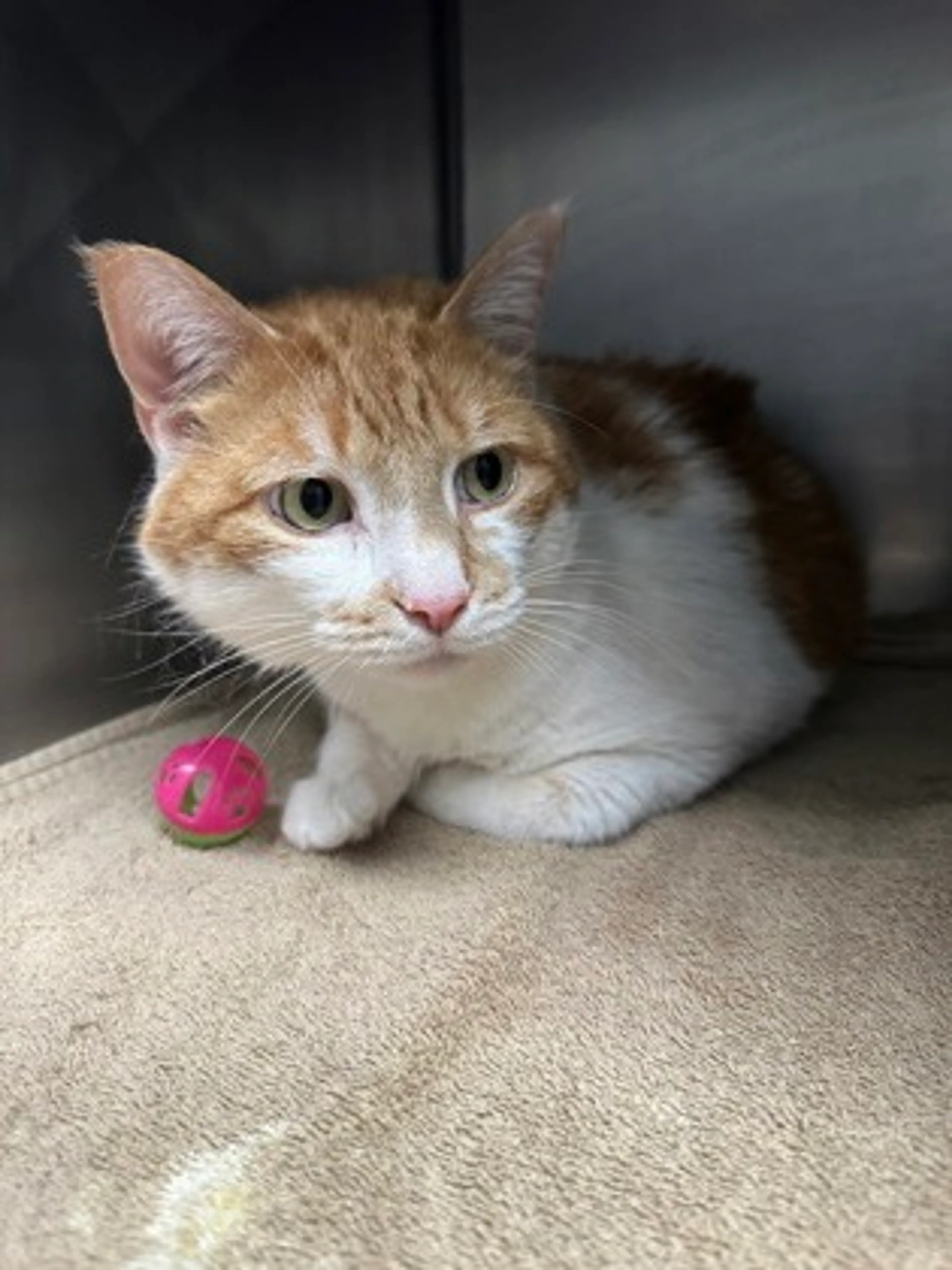 Found pet-1
