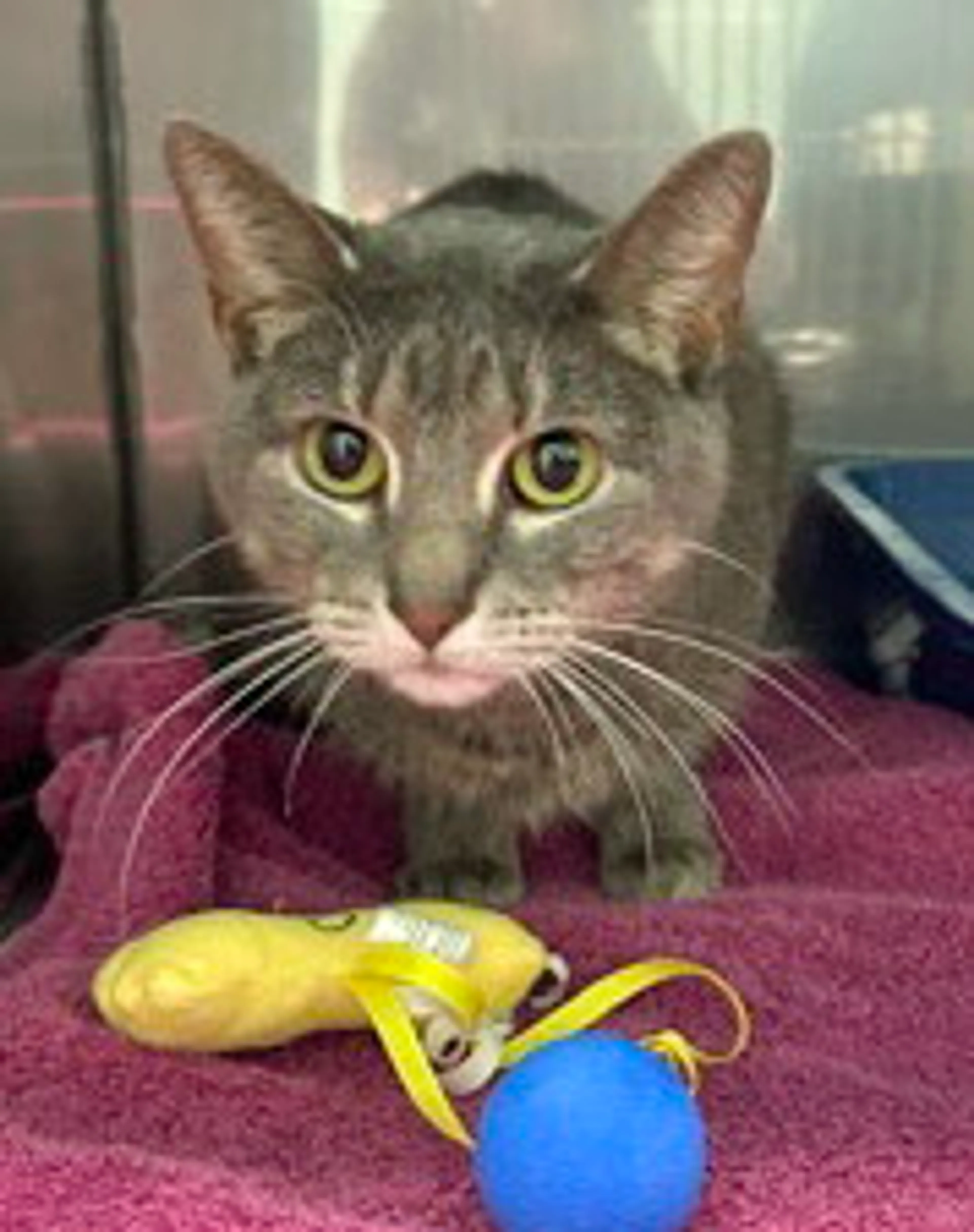 Found pet-1