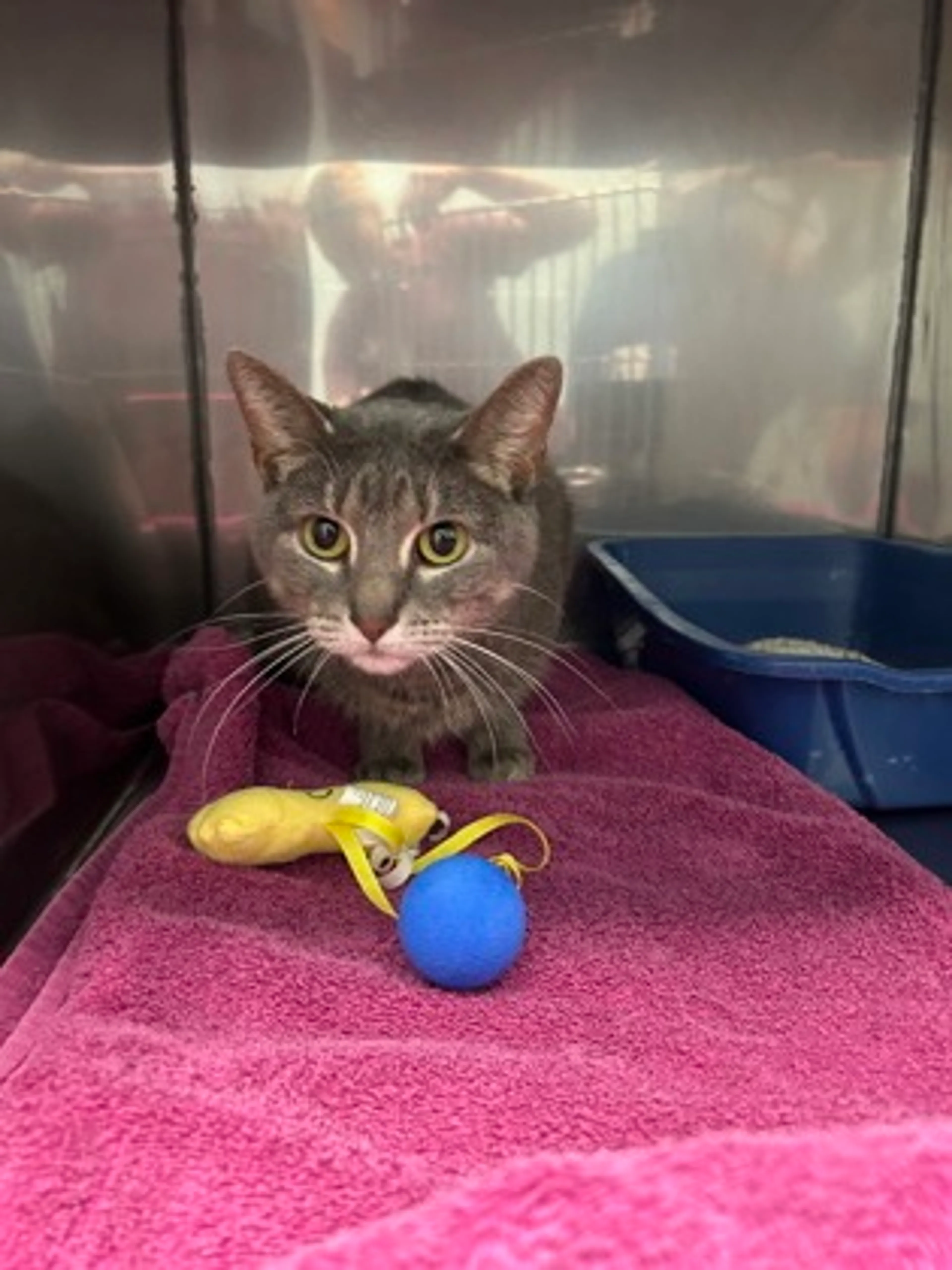 Found pet-2