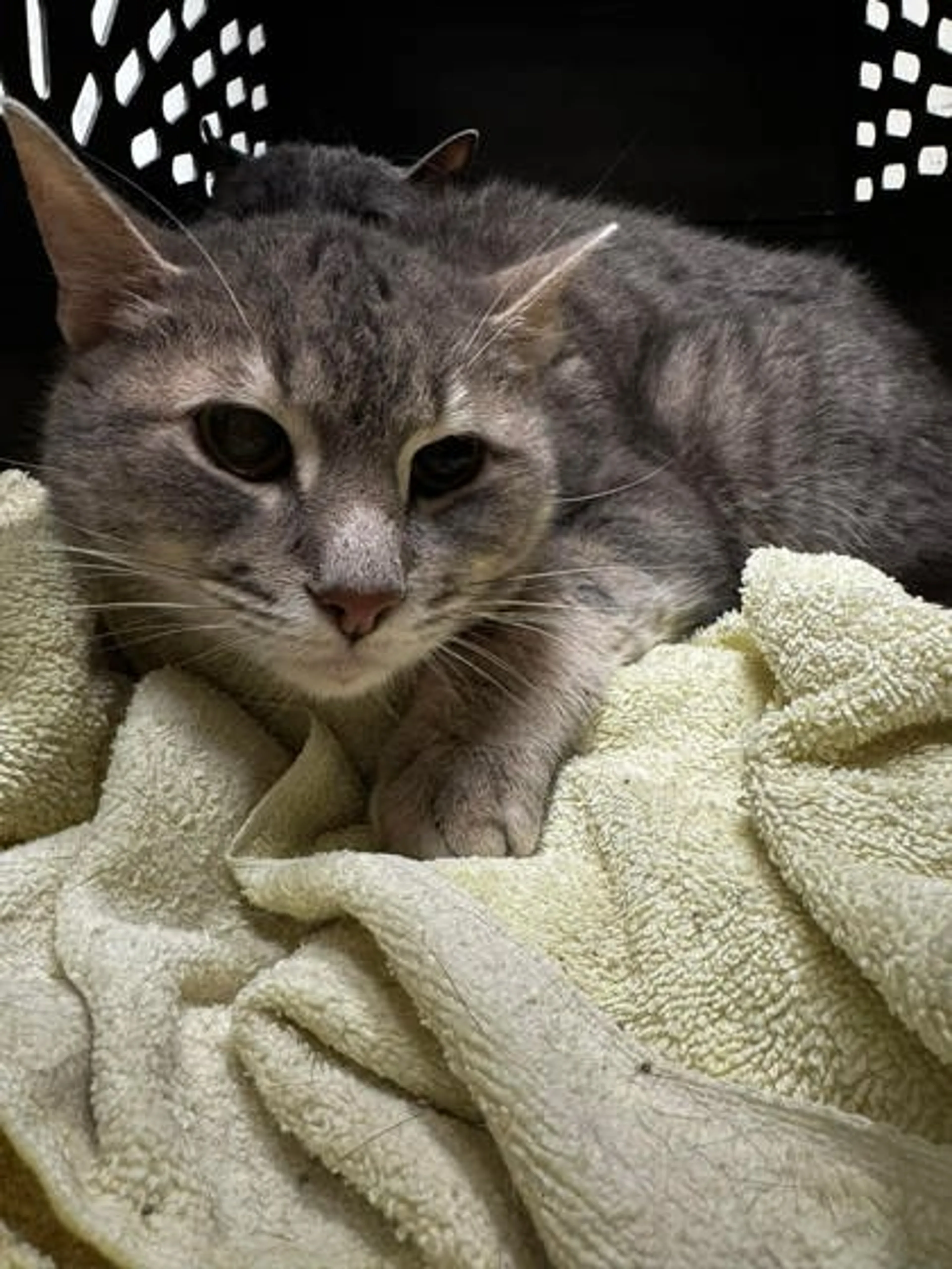Found pet-1