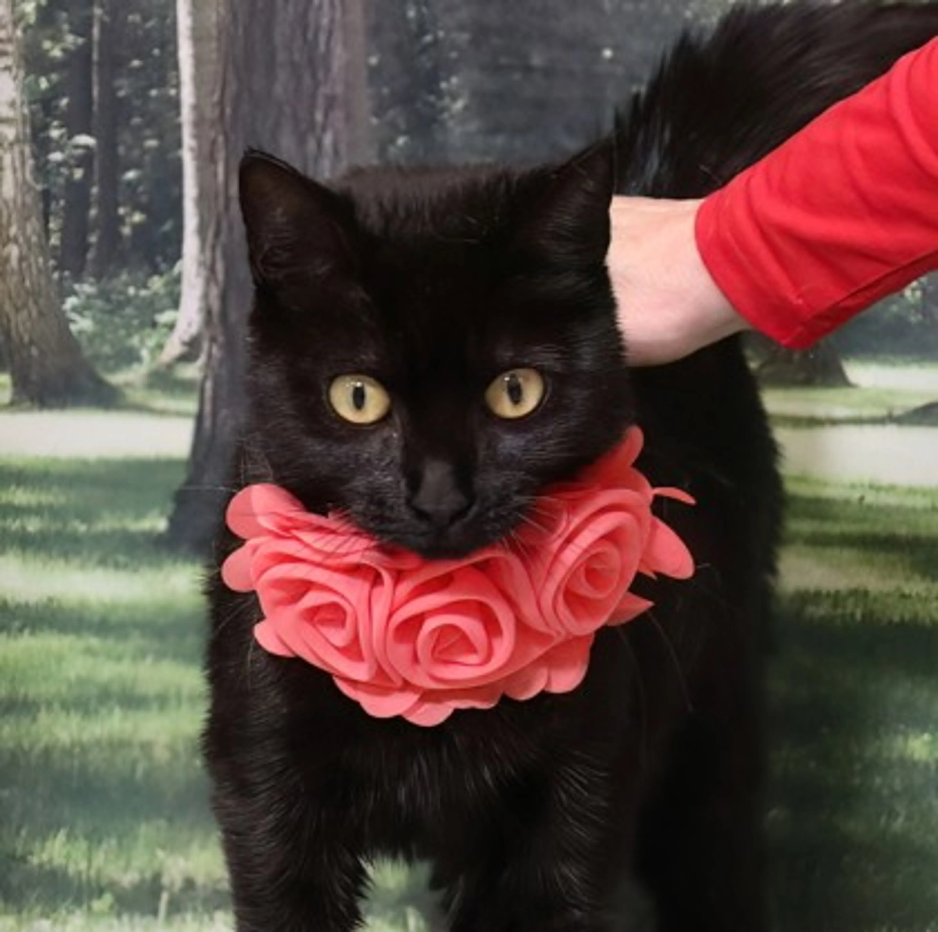 Found pet-1