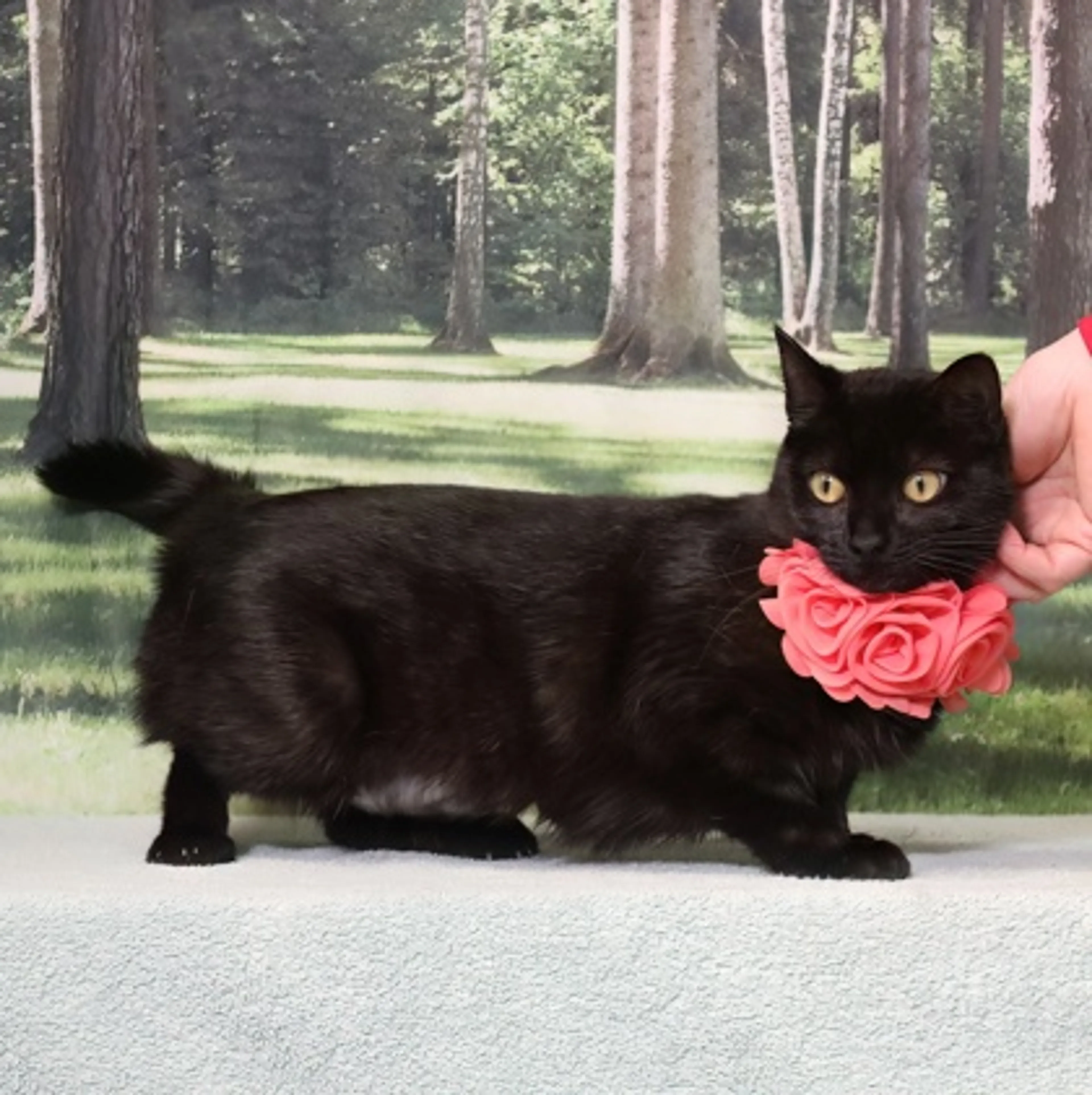 Found pet-2