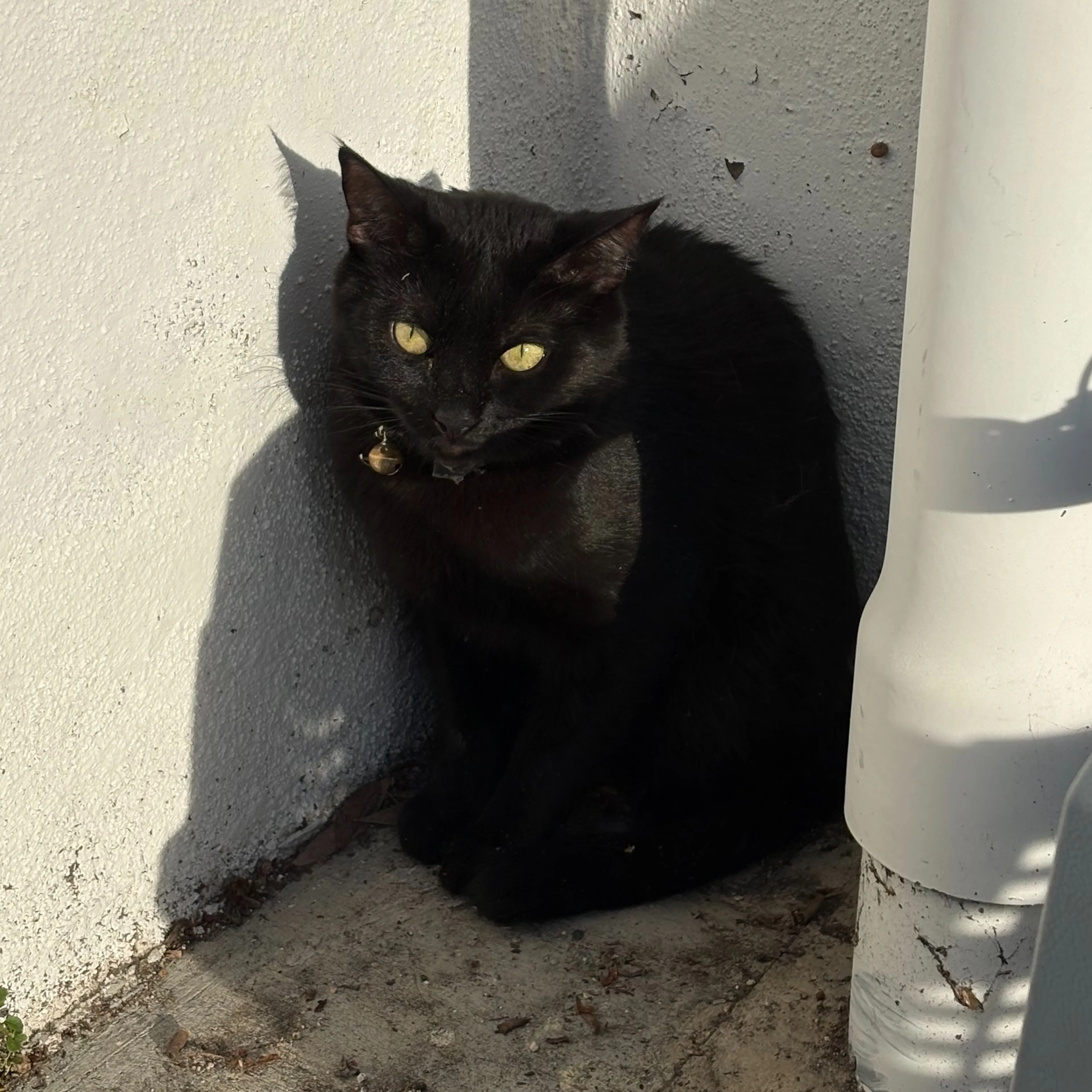 Found pet-1
