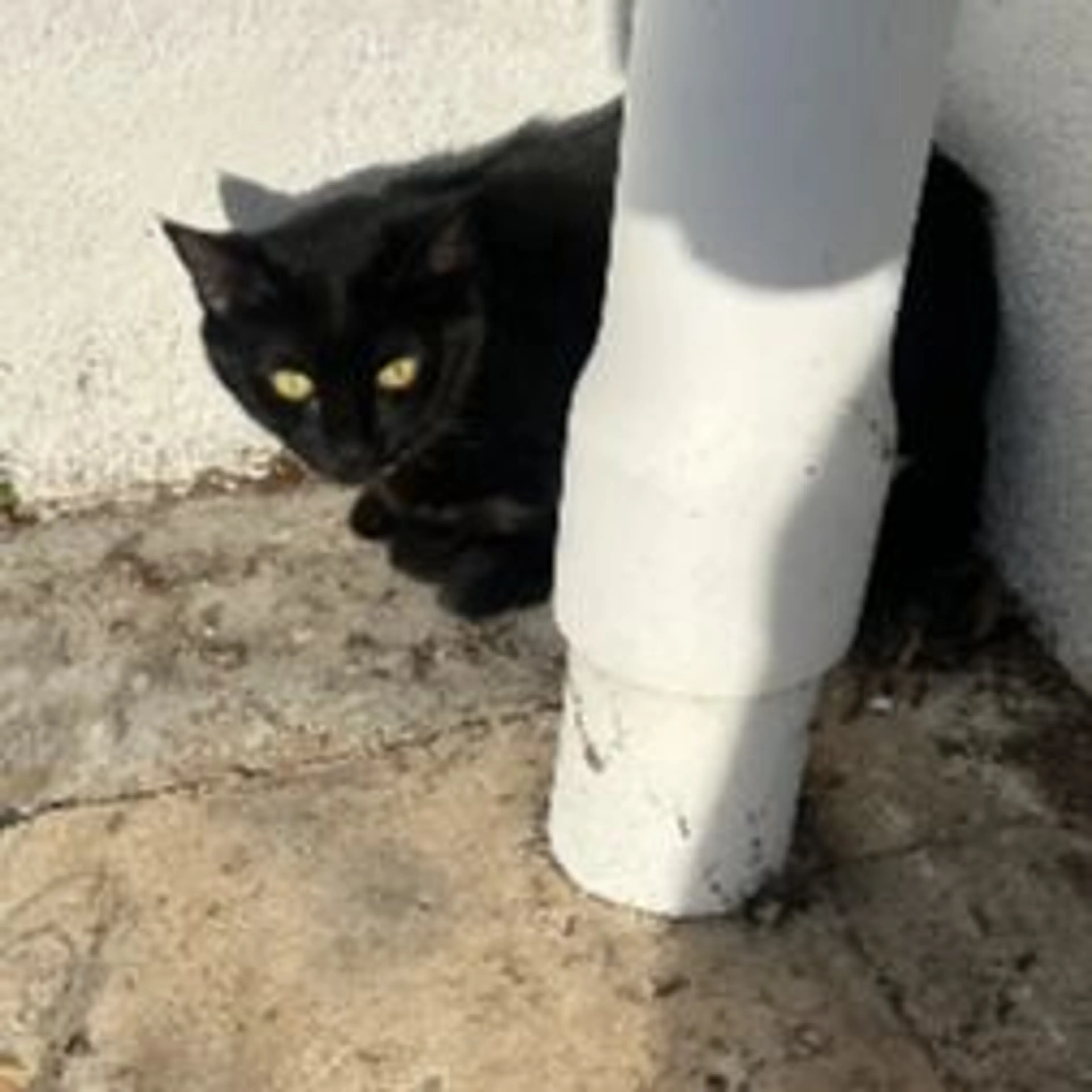 Found pet-0