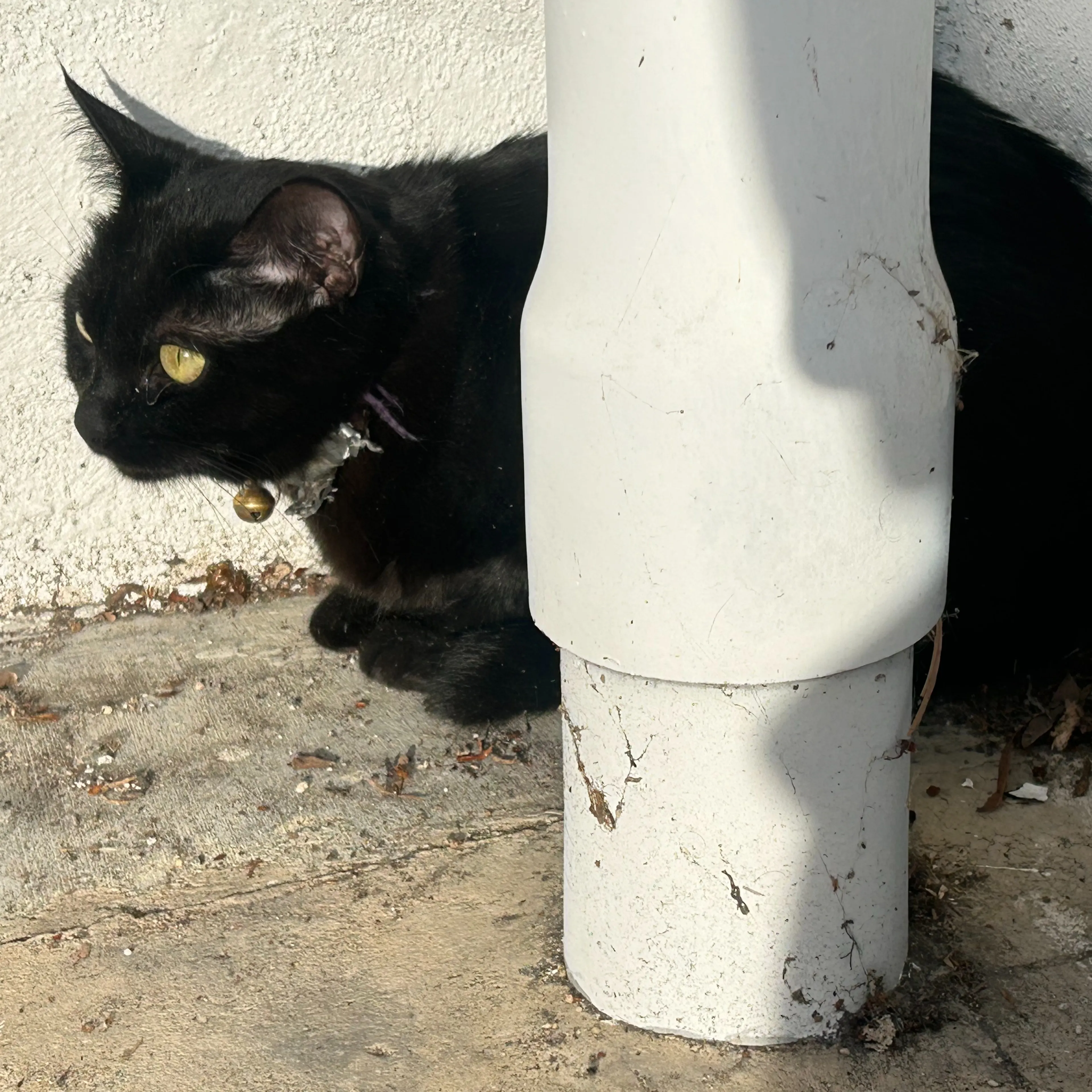 Found pet-2
