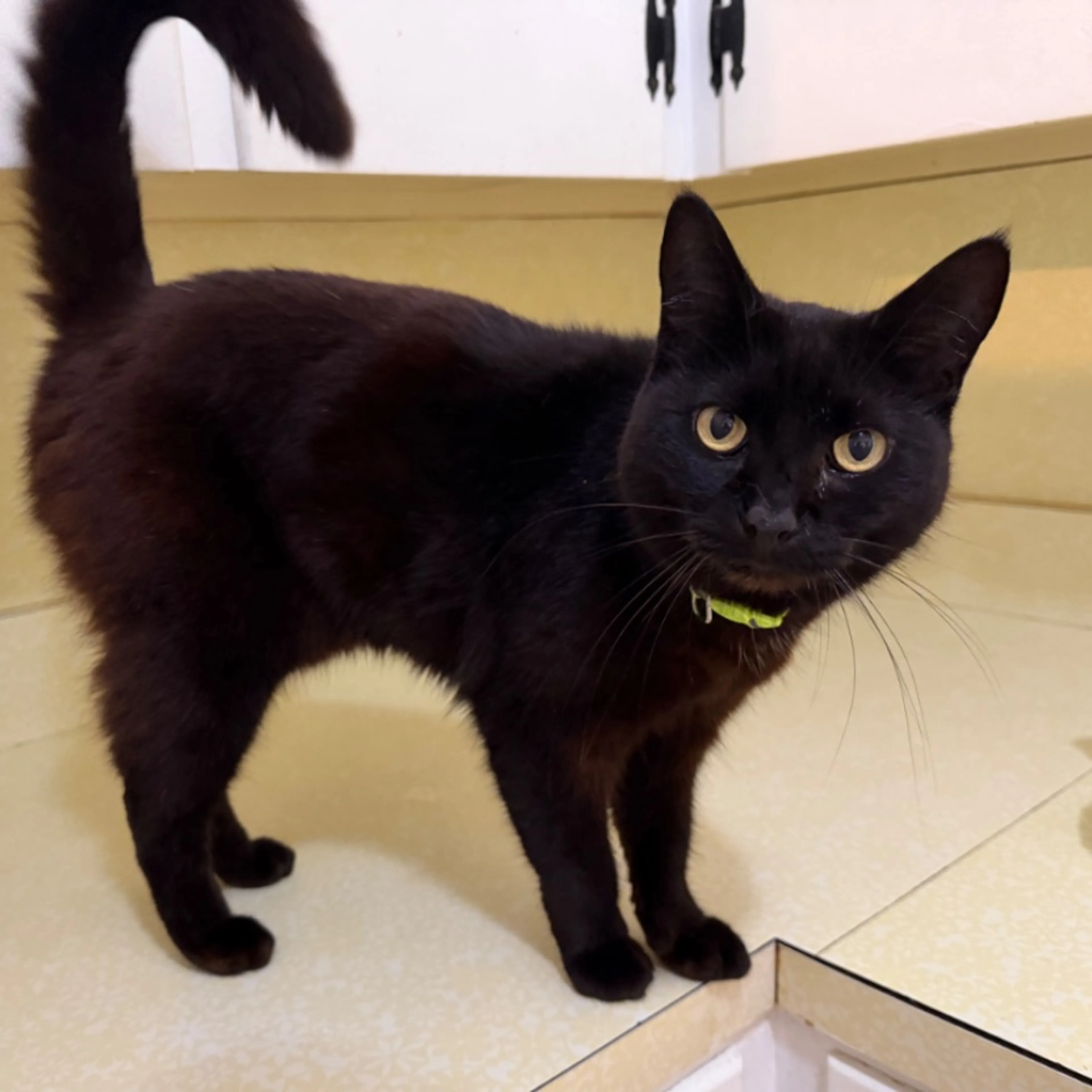 Found pet