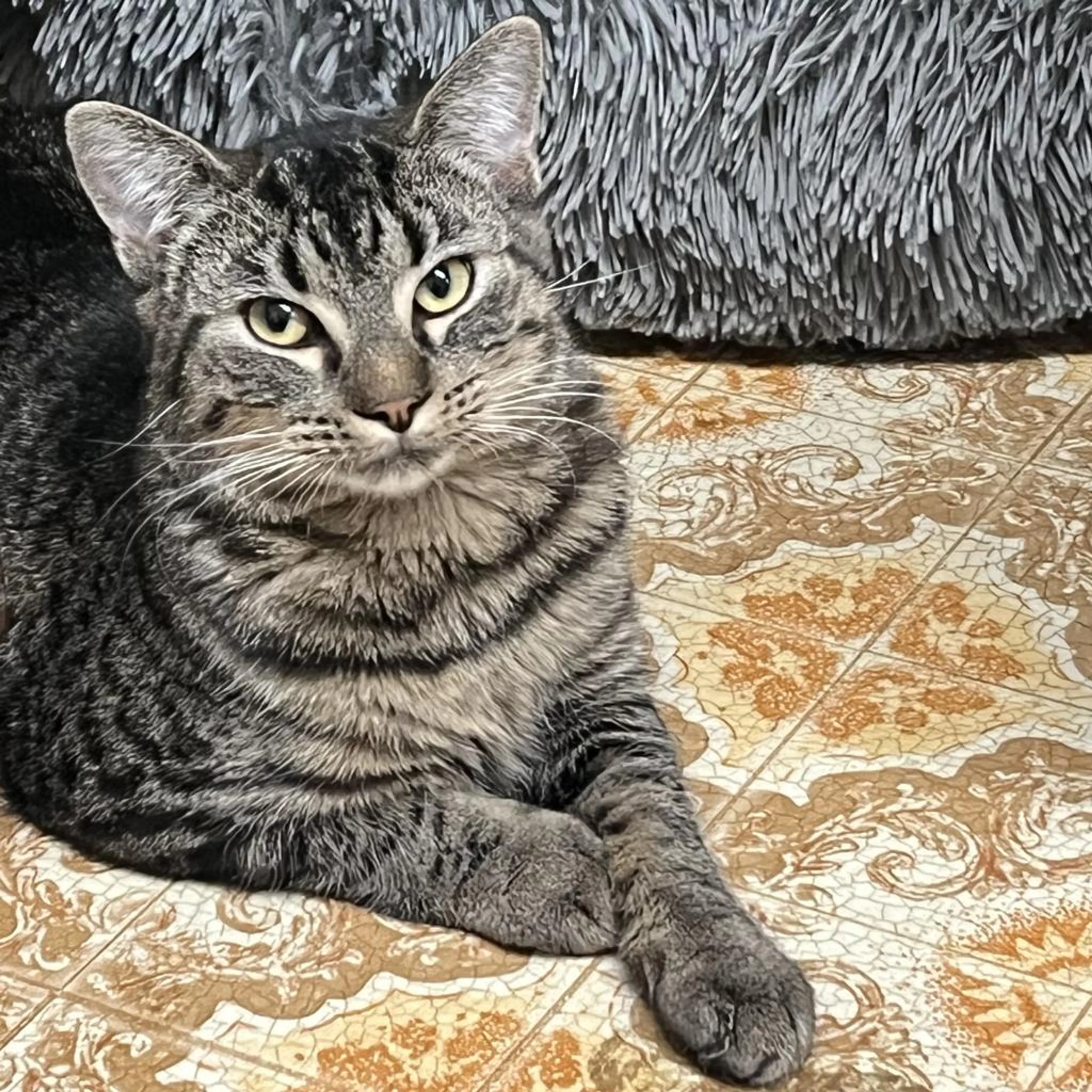 Found pet-4
