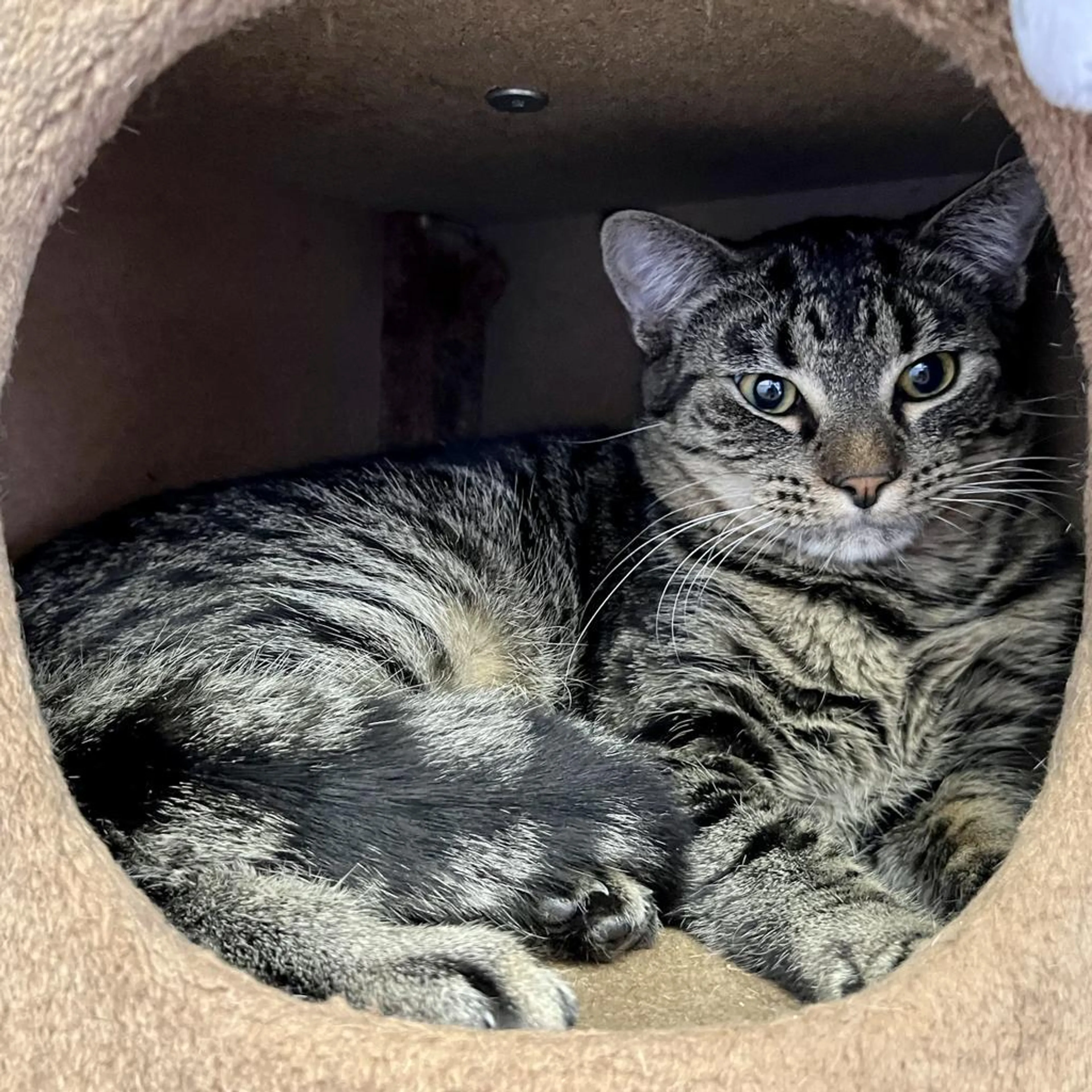 Found pet-3
