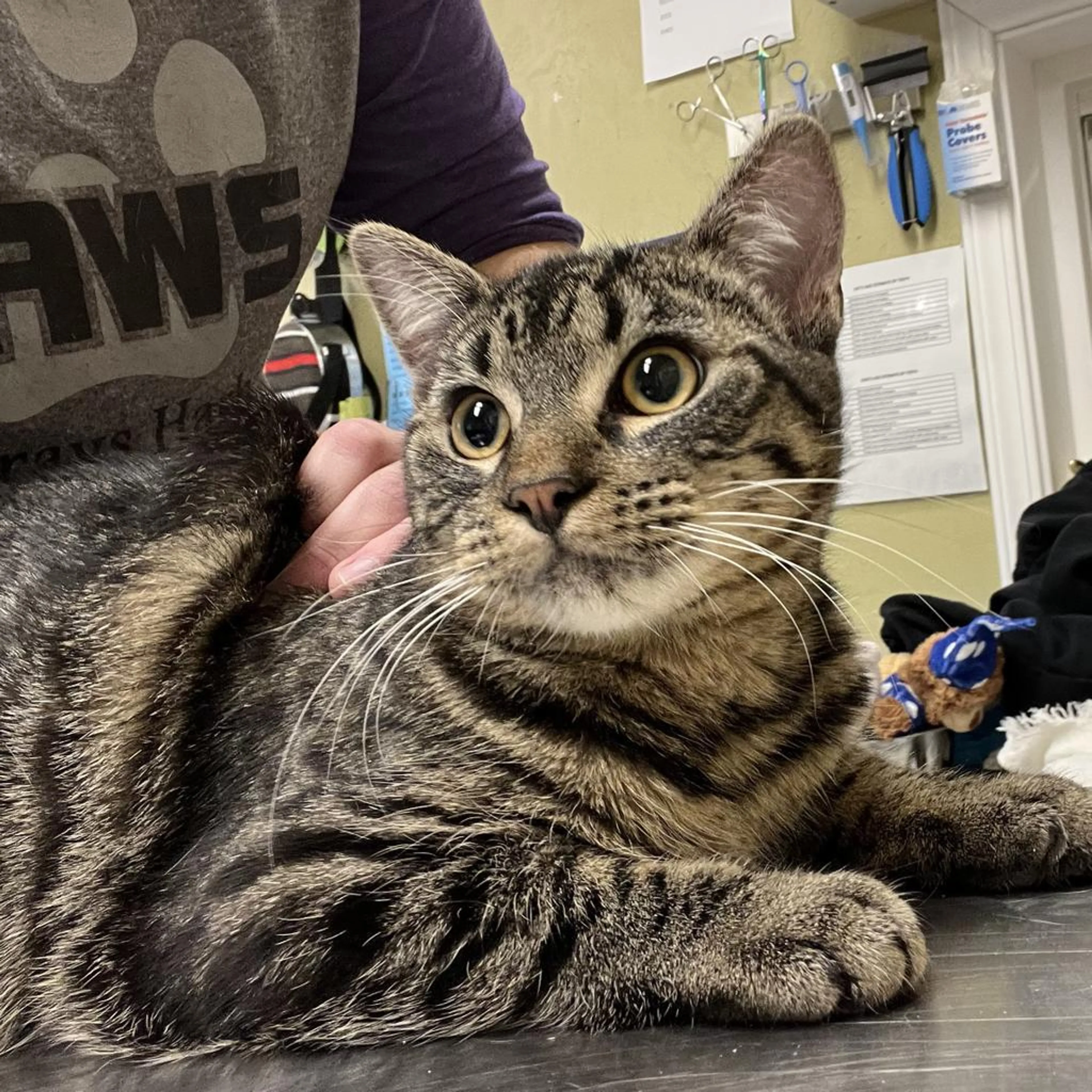 Found pet-2