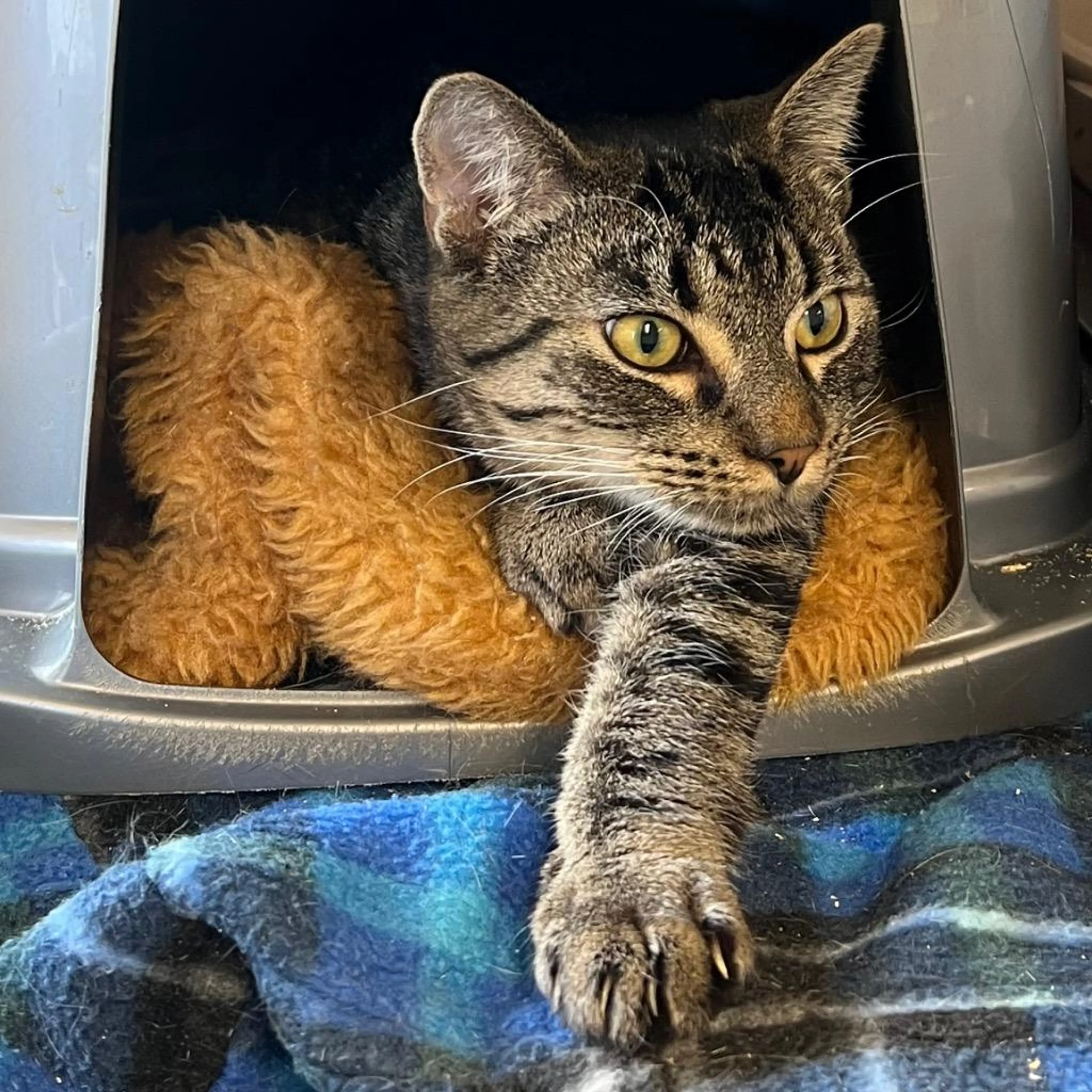 Found pet-1