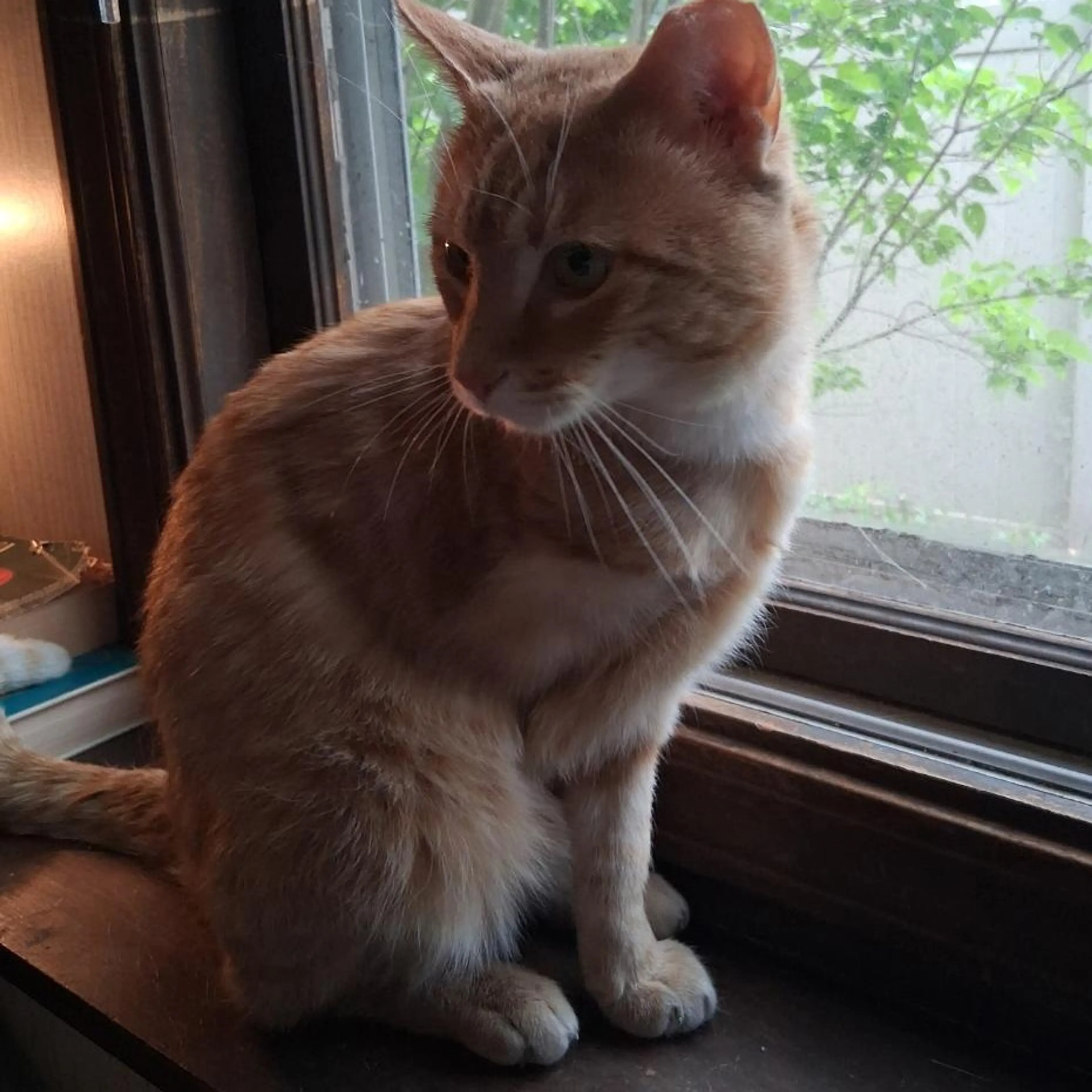 Found pet