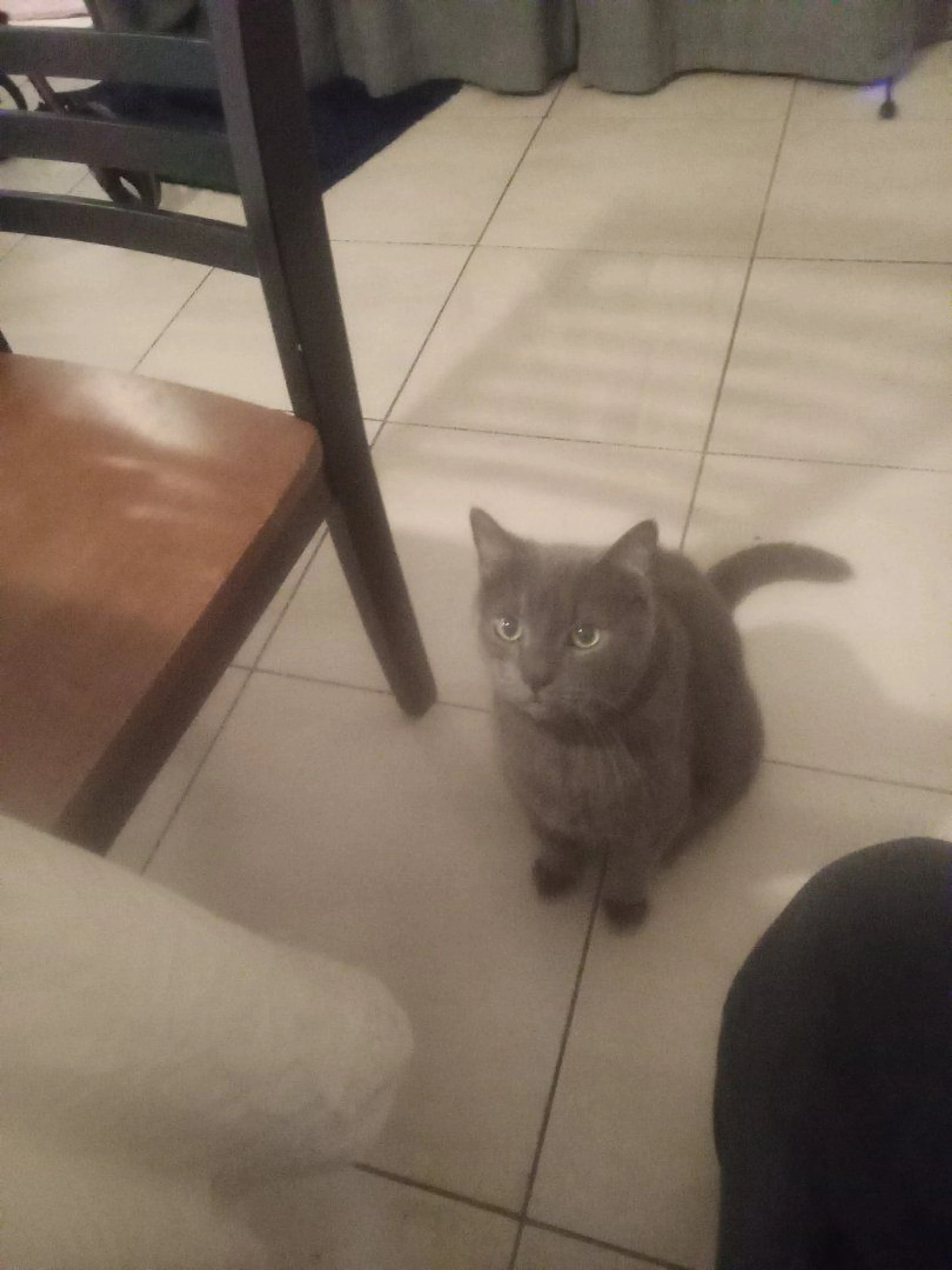 Lost pet