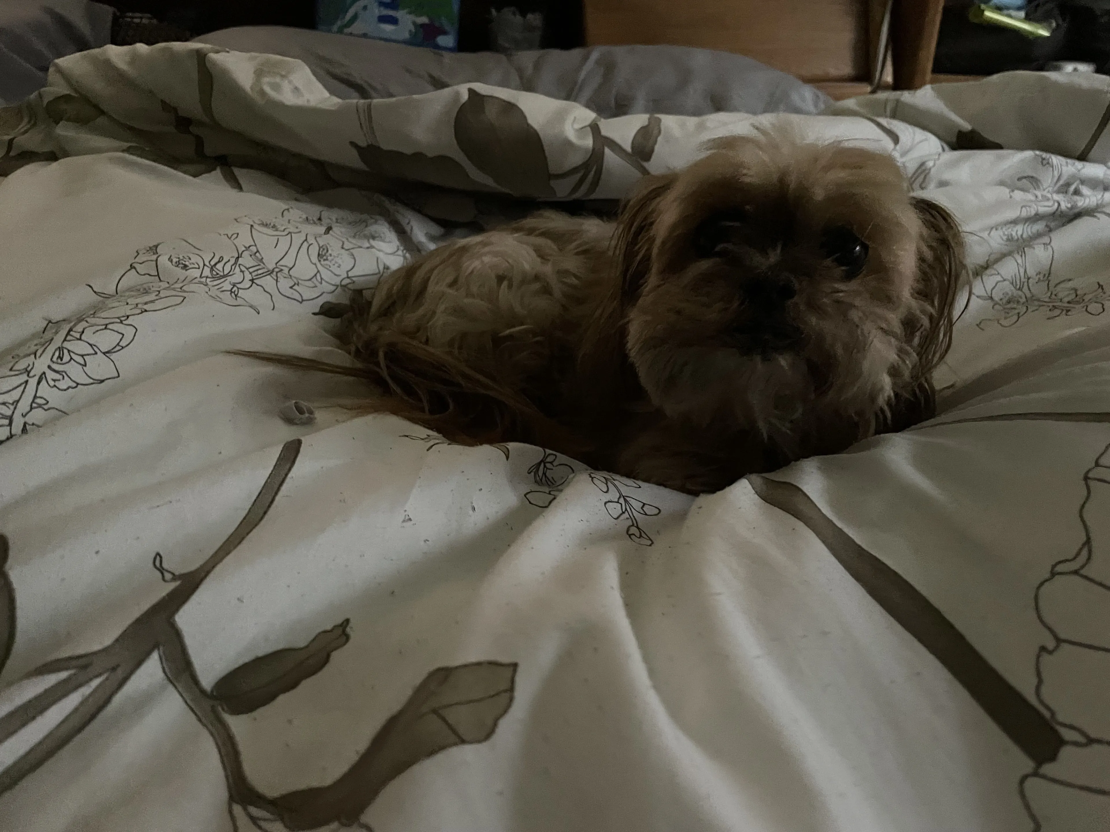 Lost pet