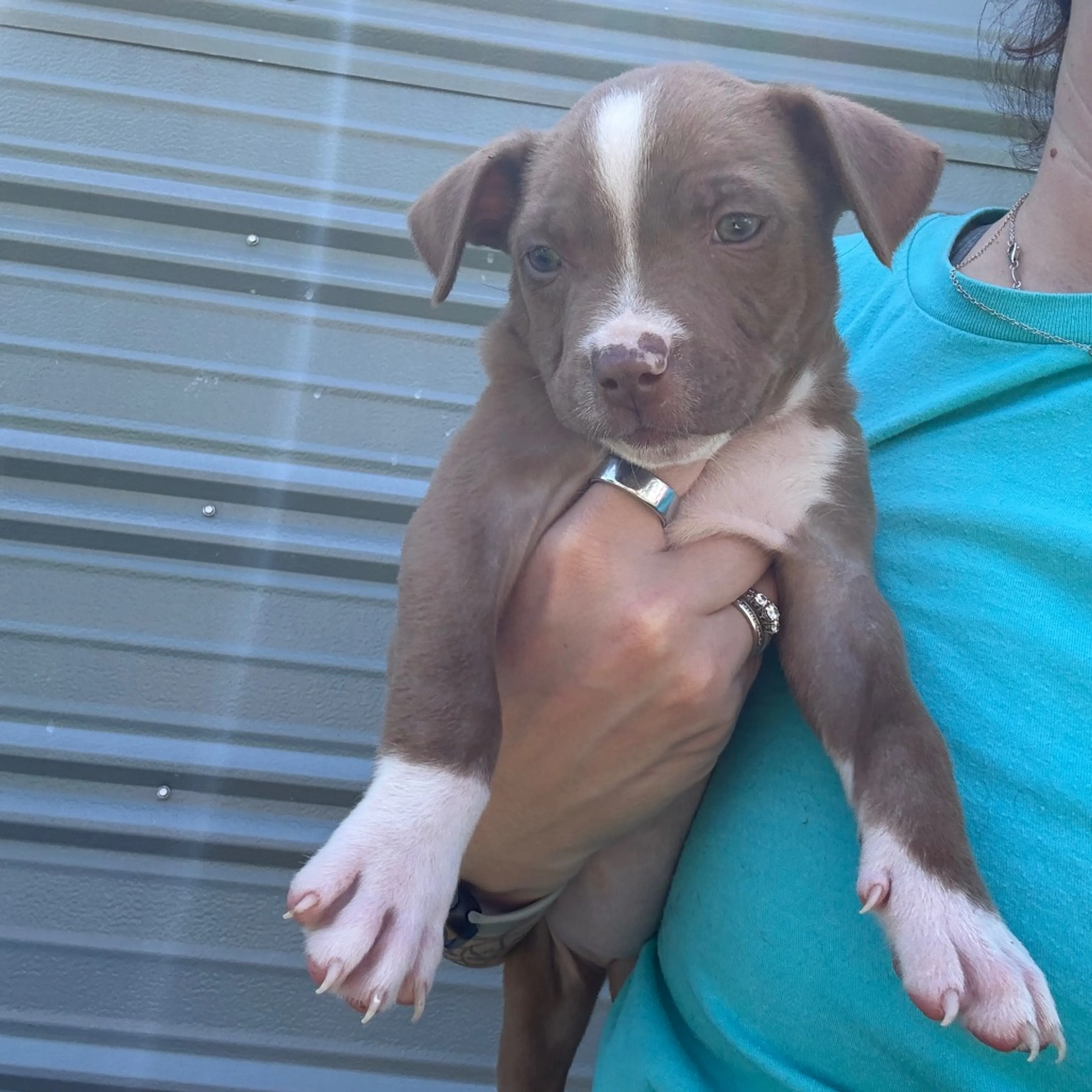 Found pet-5