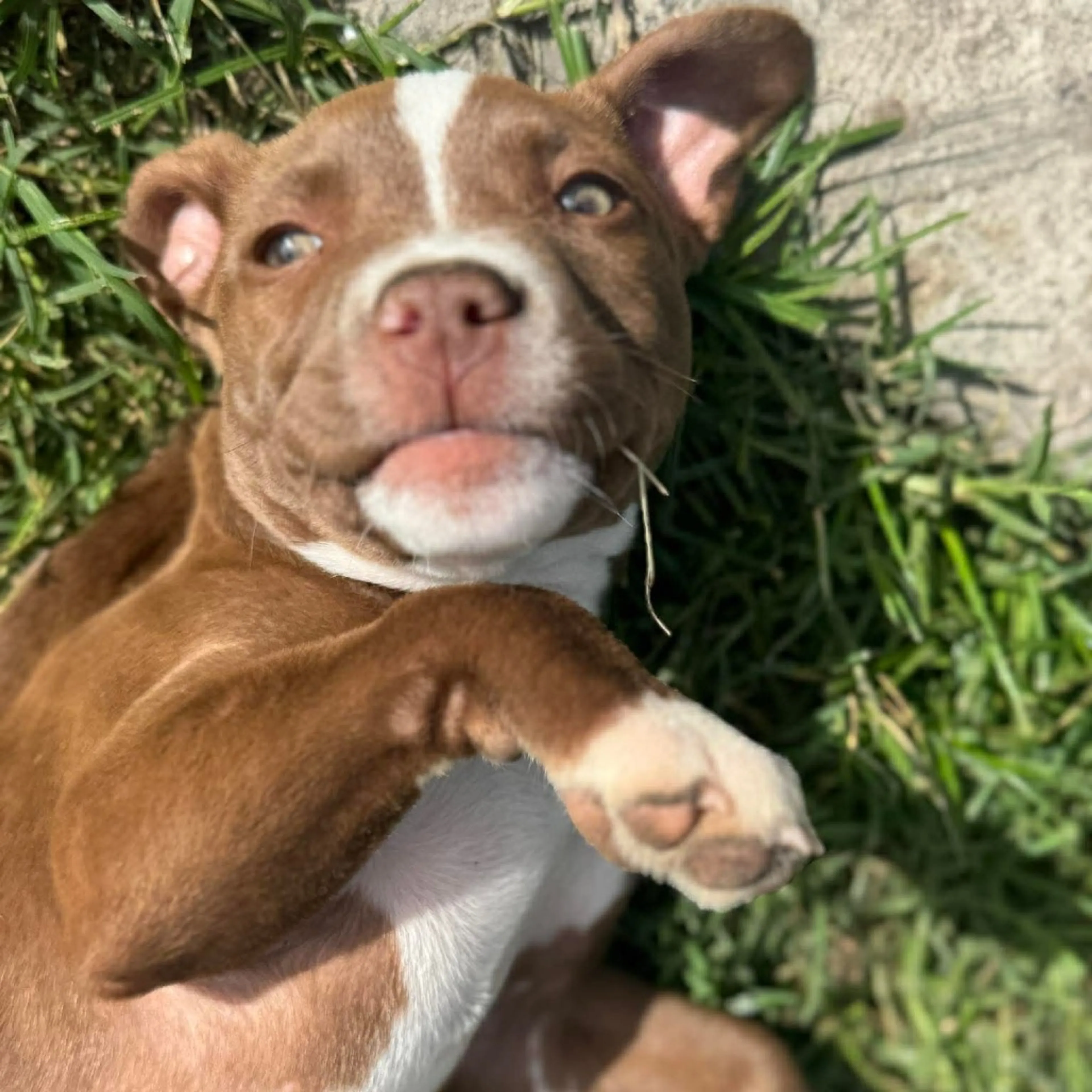 Found pet-11