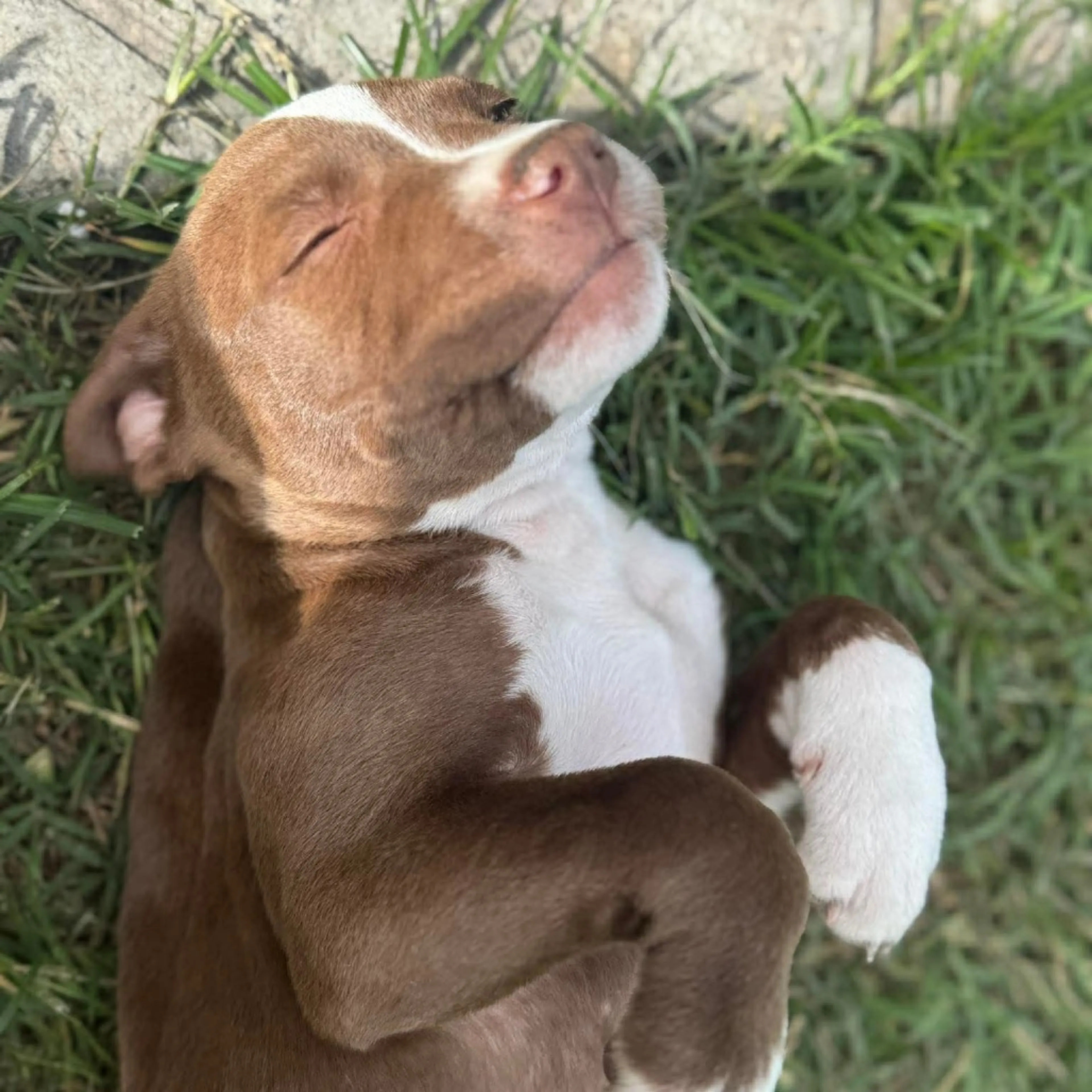 Found pet-9
