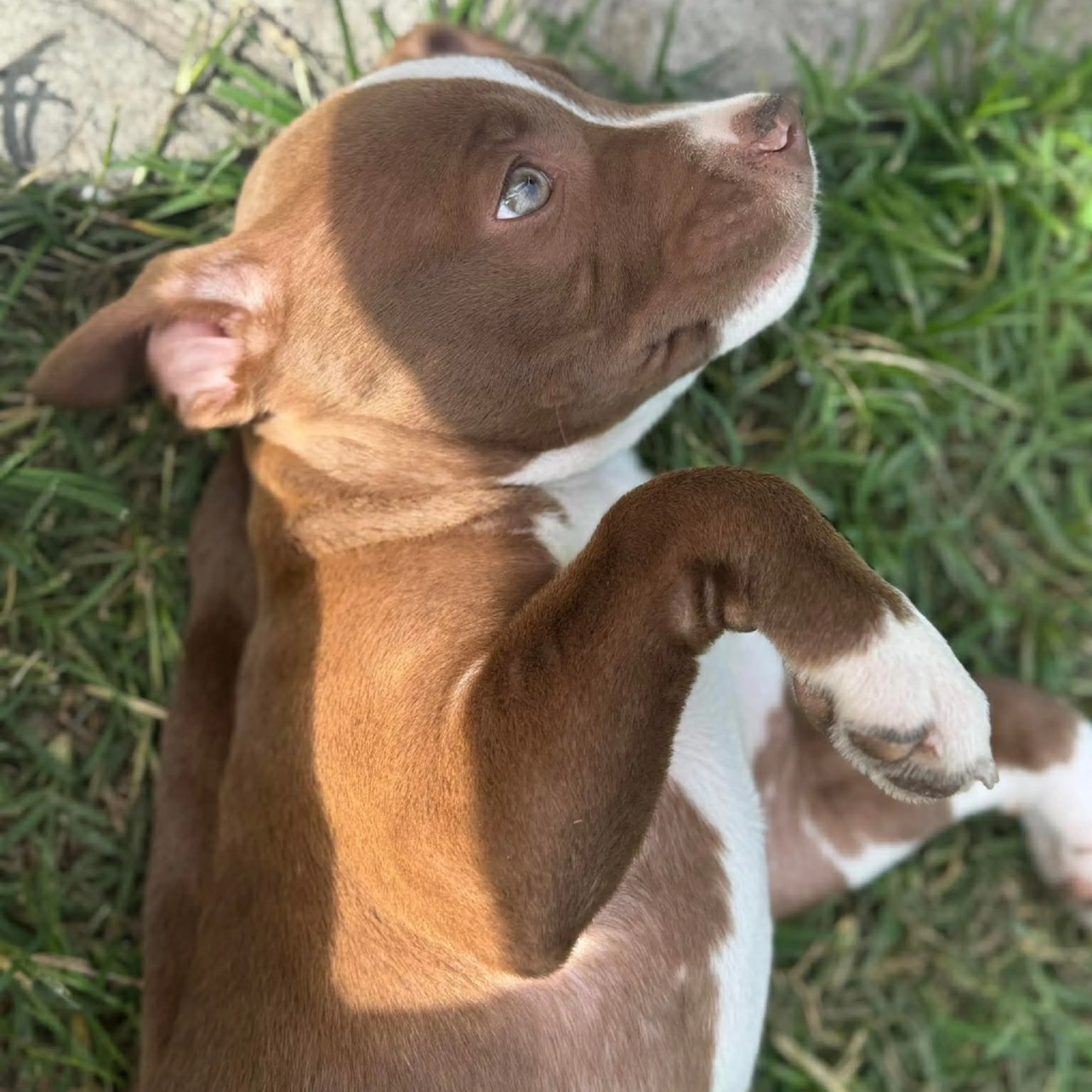 Found pet-10