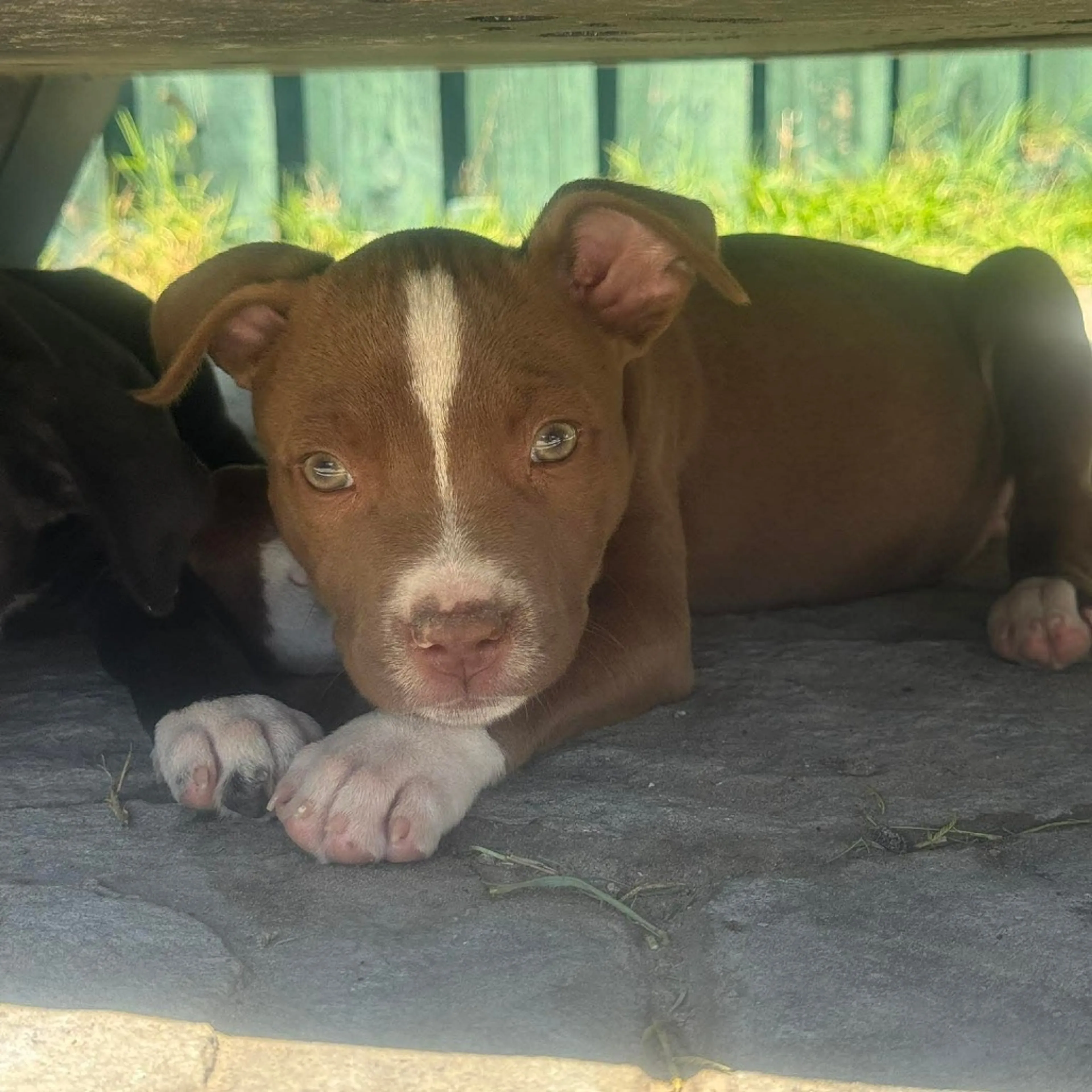 Found pet-7
