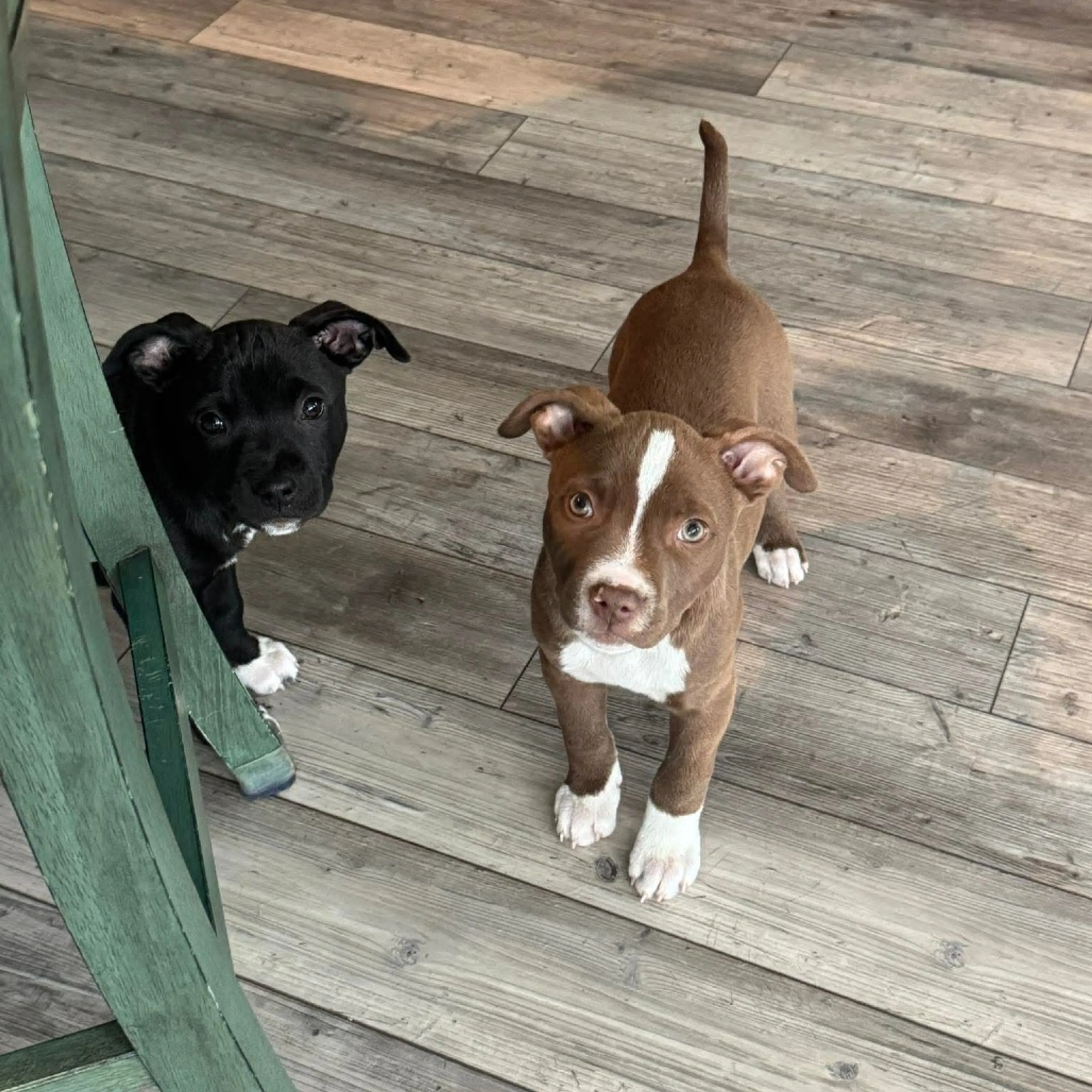 Found pet-13