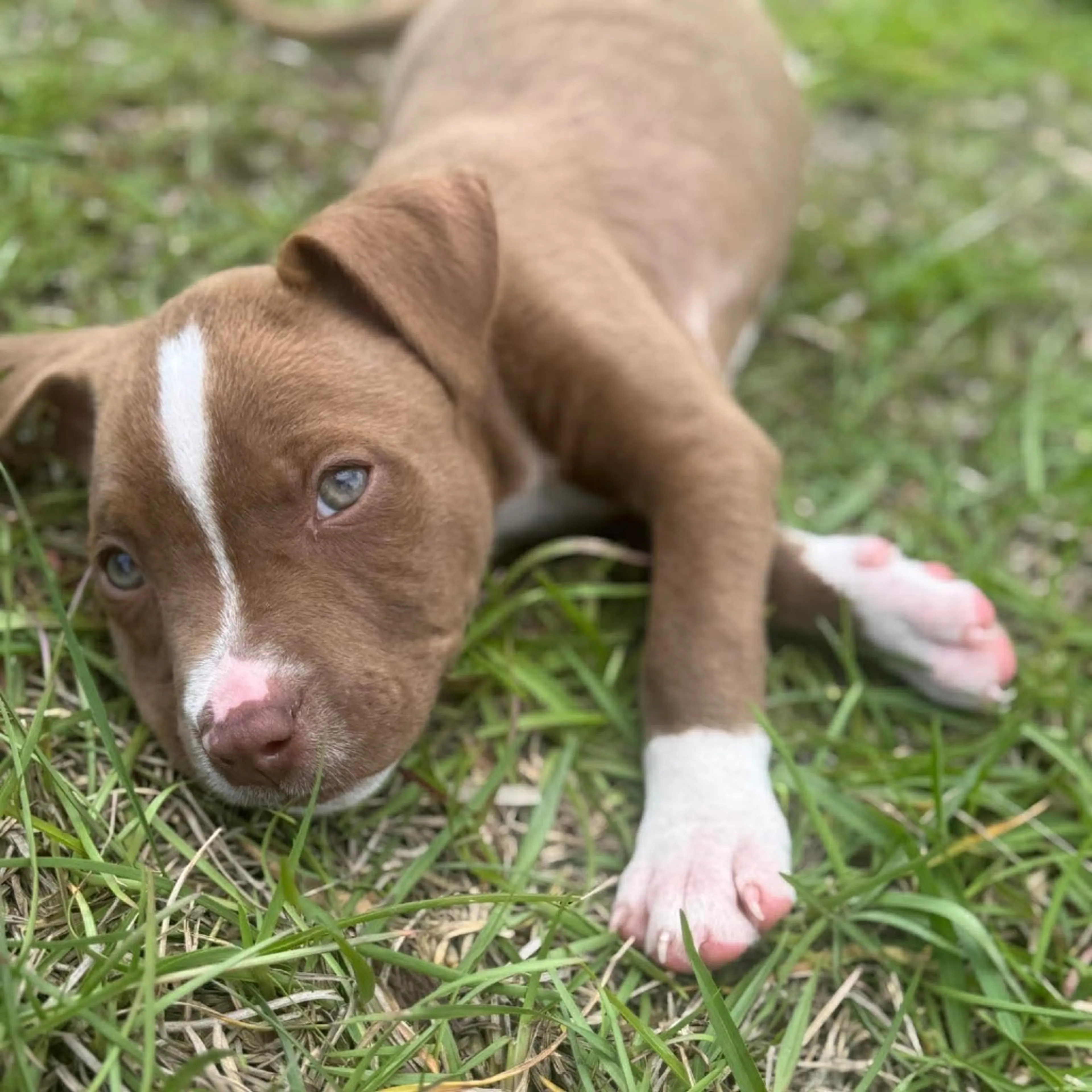 Found pet-6