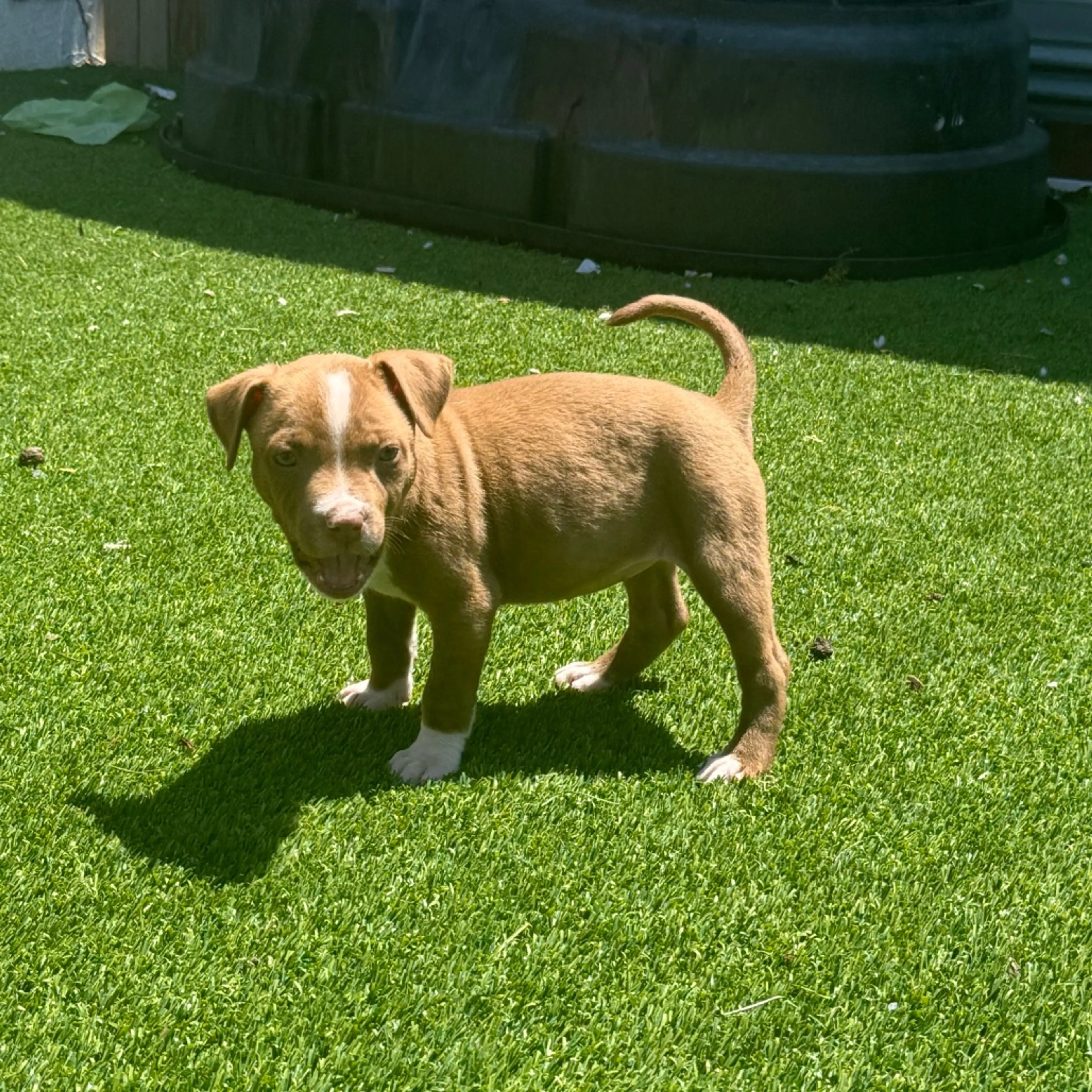 Found pet-3