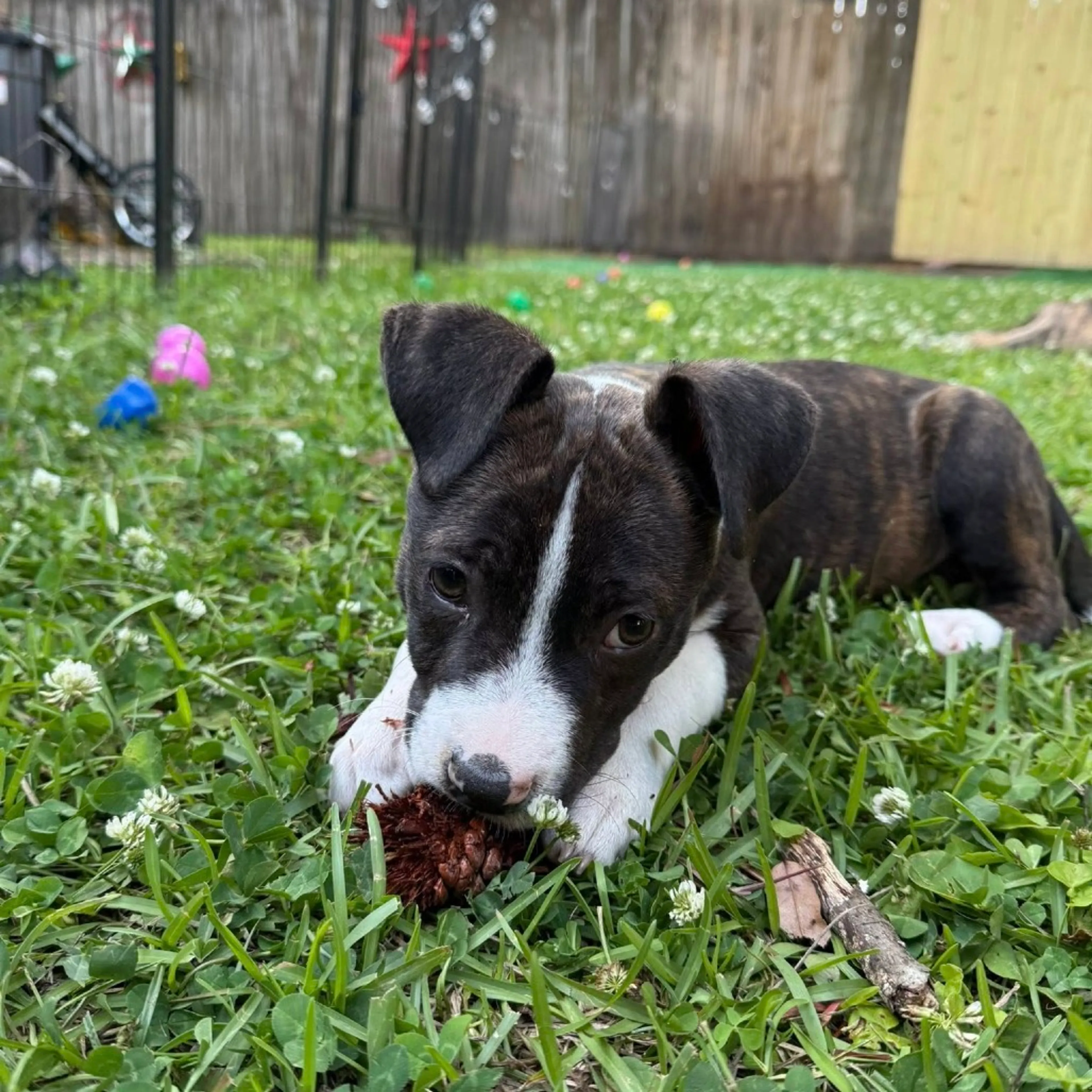 Found pet-4