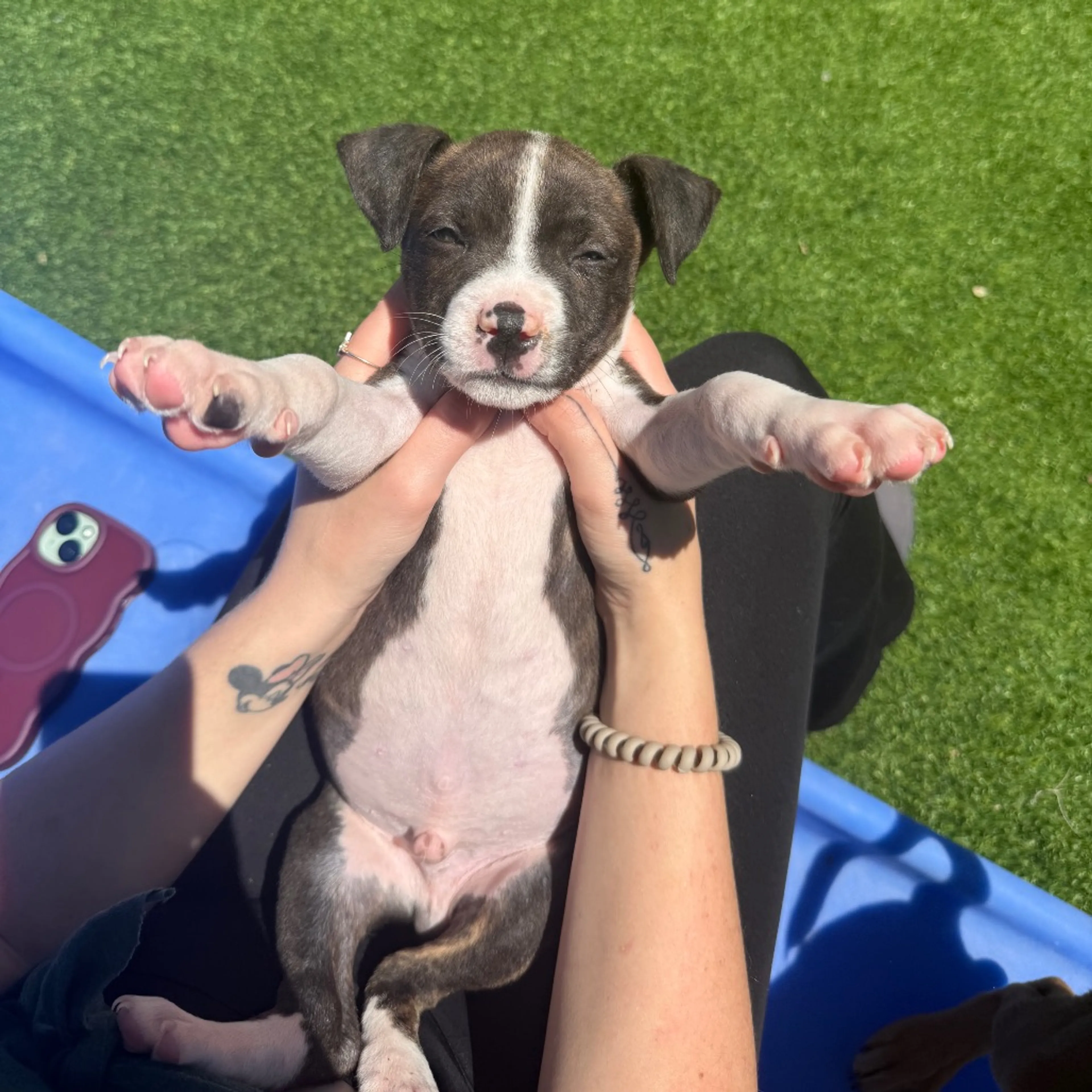 Found pet-2