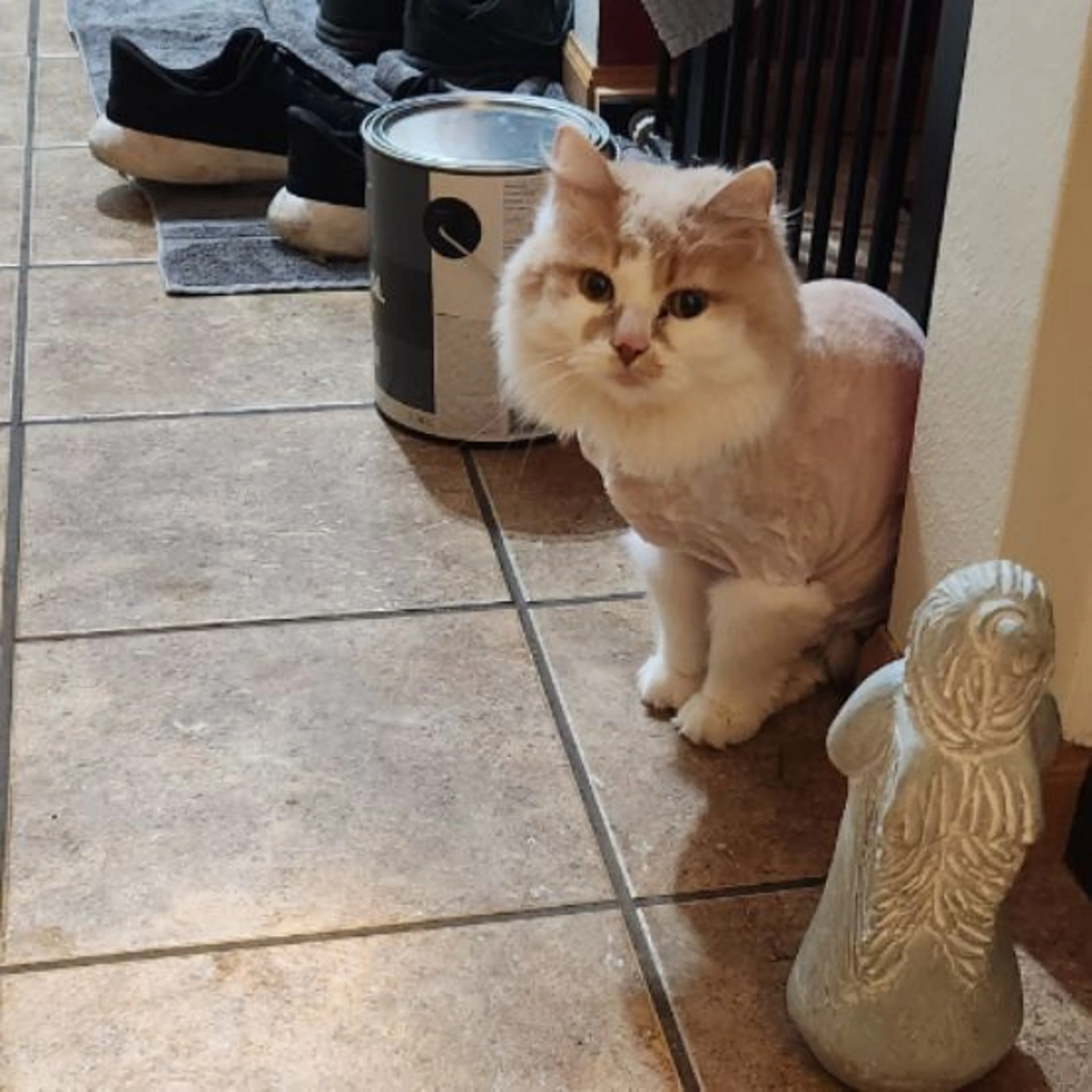 Lost pet