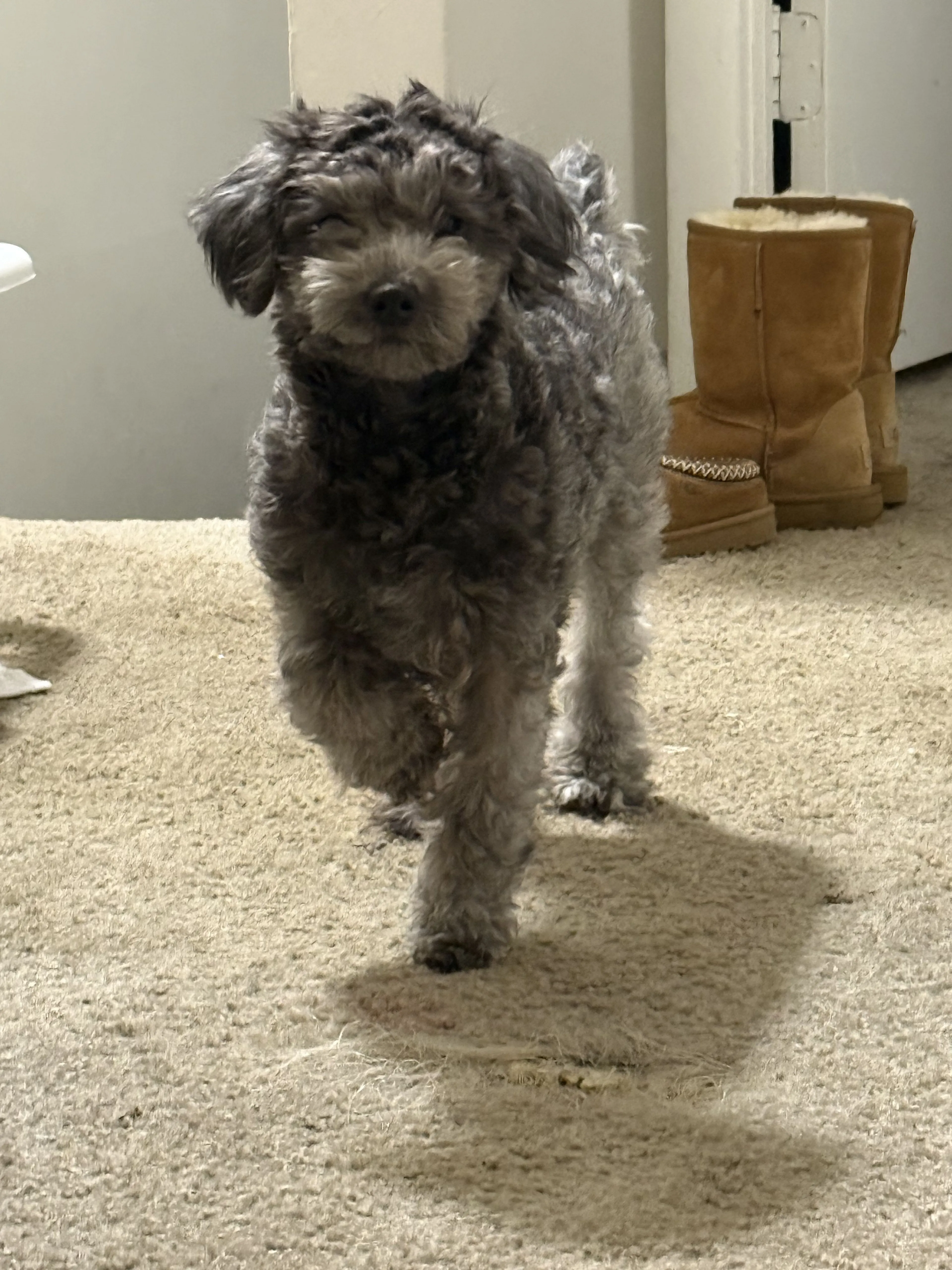 Lost pet-0
