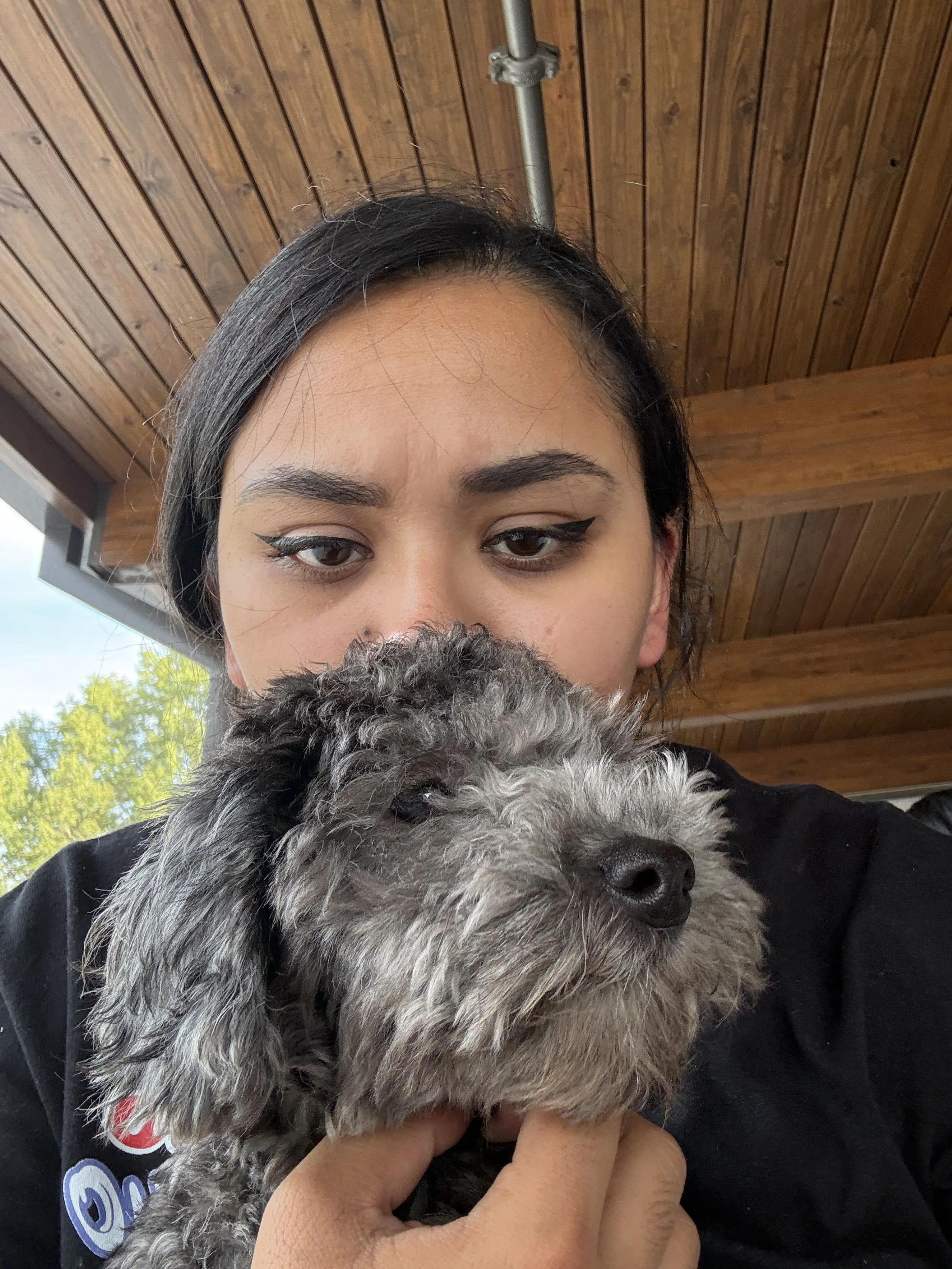 Lost pet-1