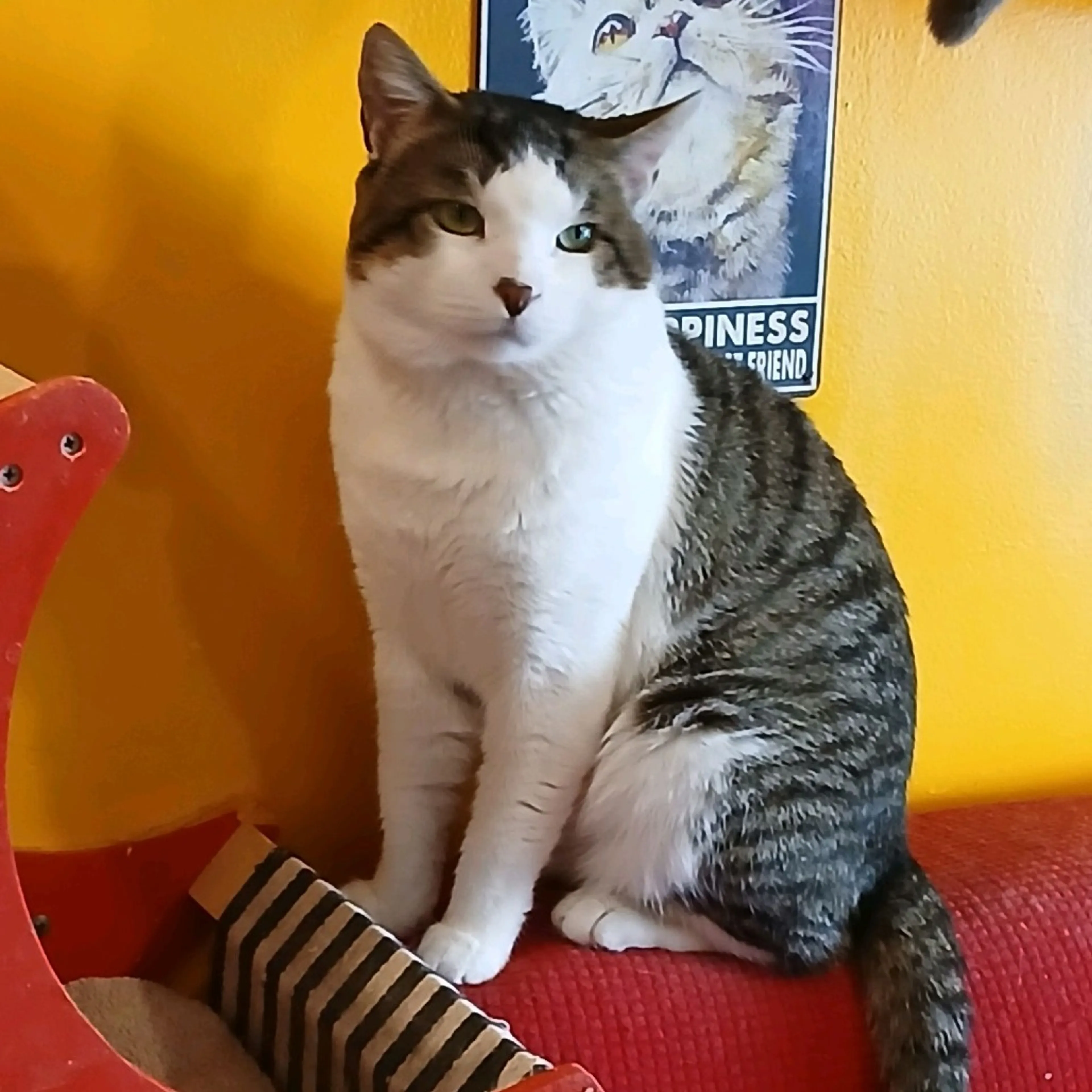 Found pet