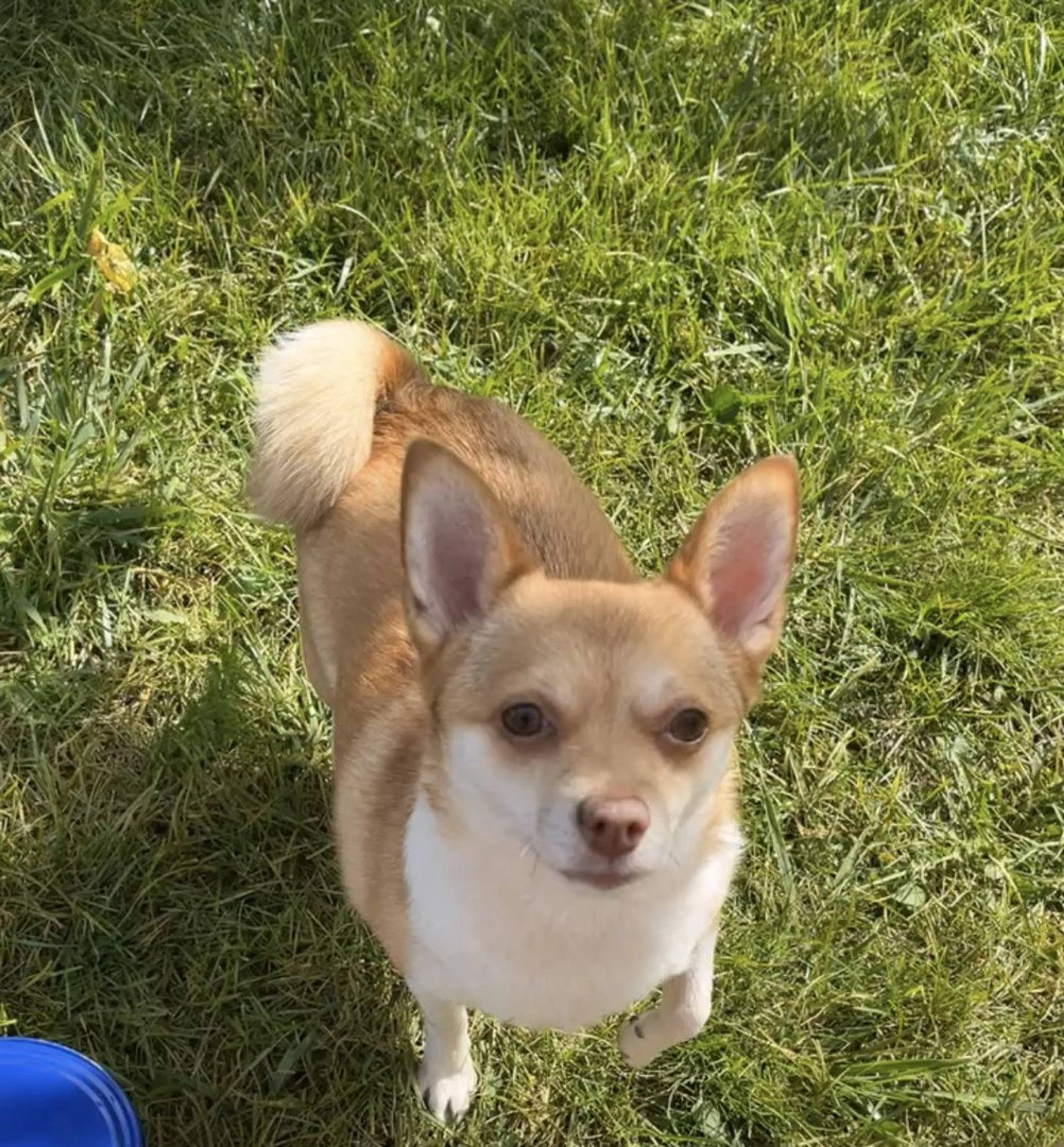 Lost pet