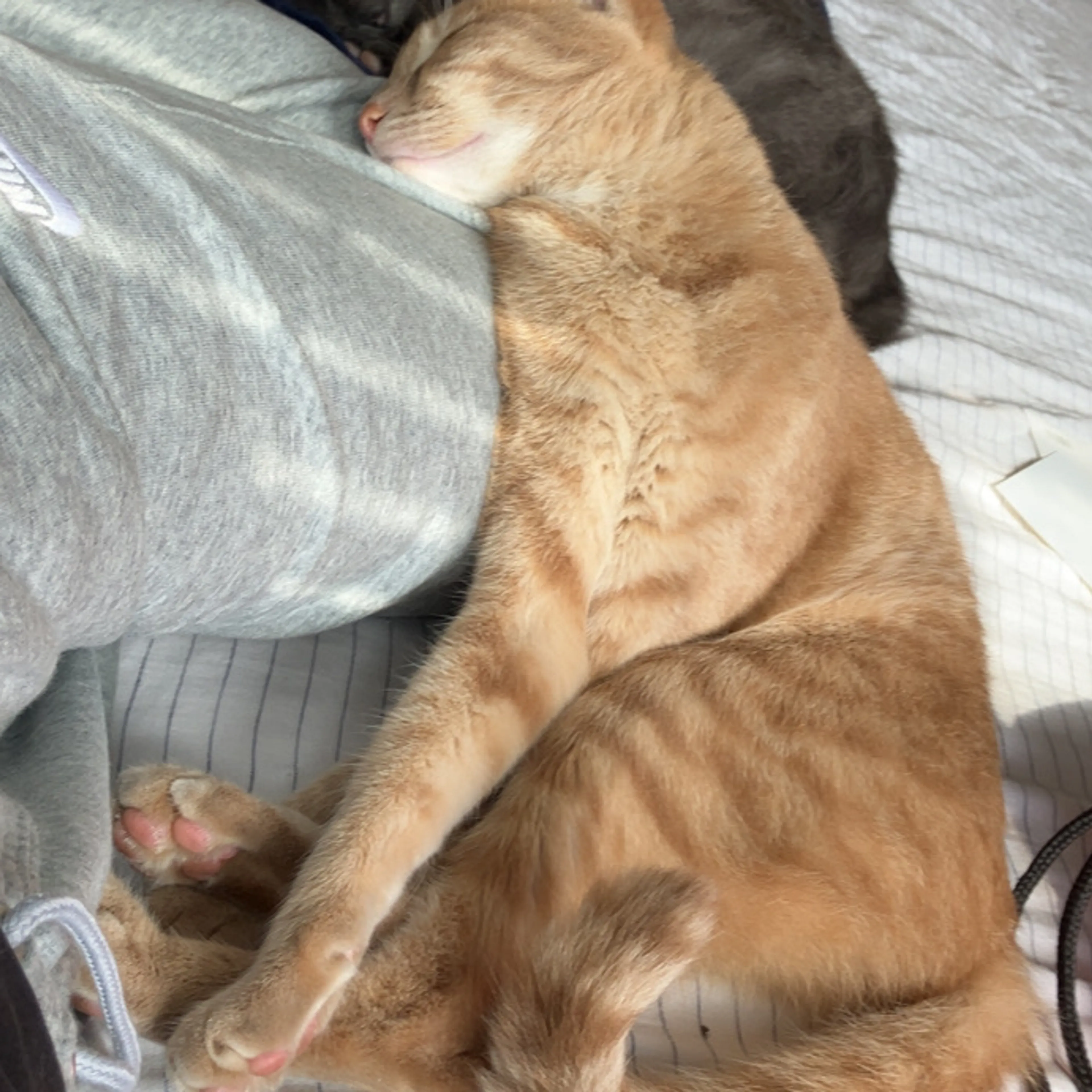 Lost pet-3