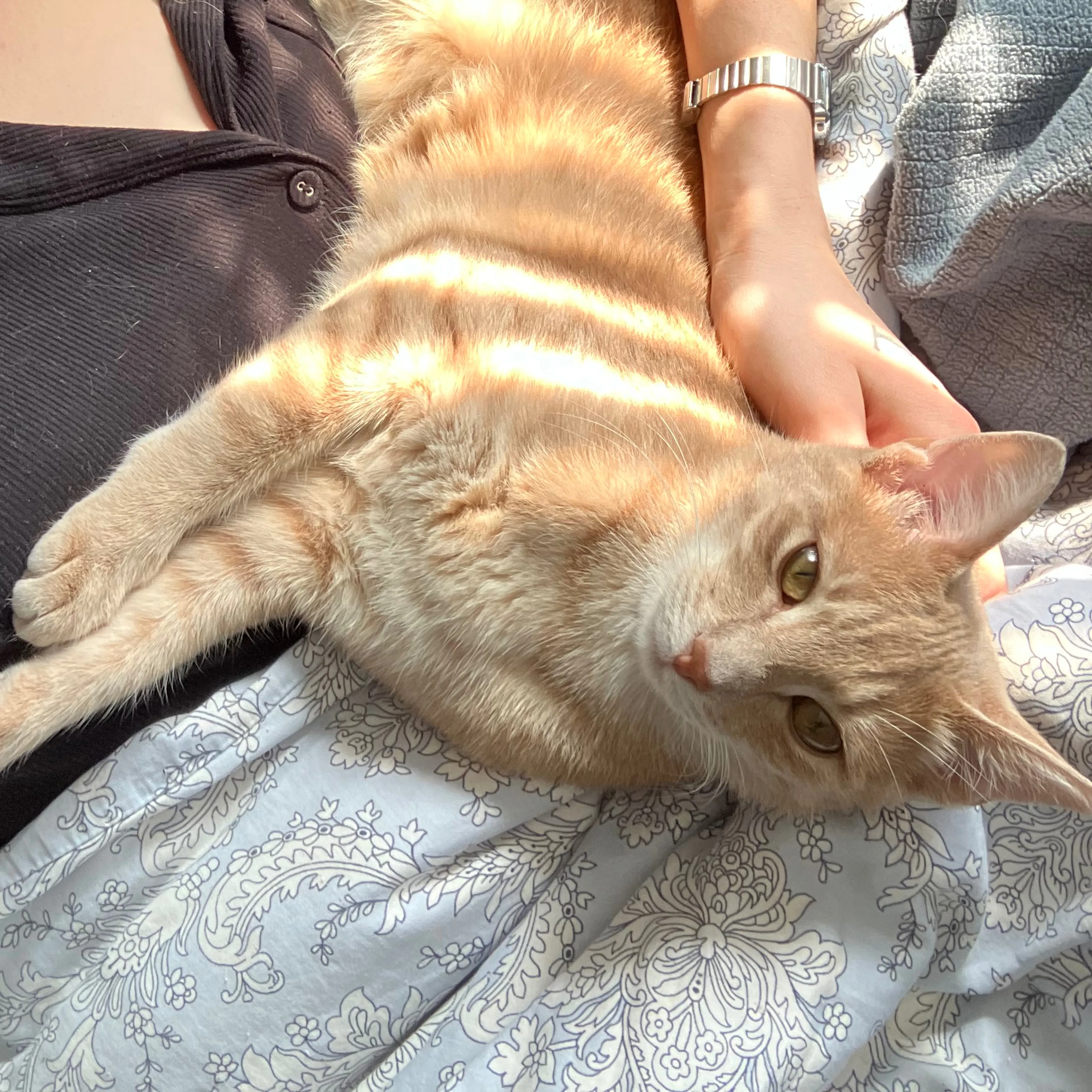 Lost pet-2