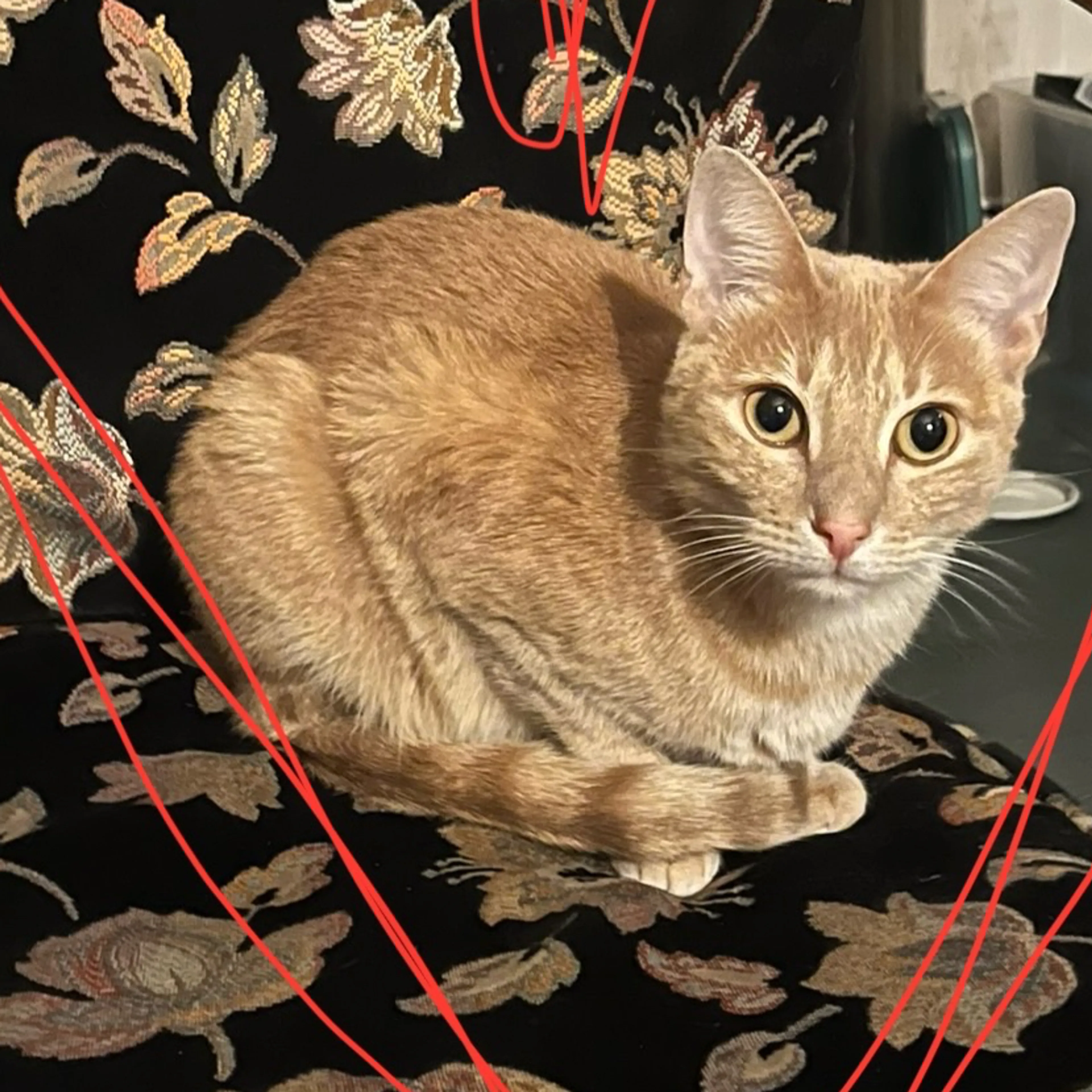 Lost pet-1