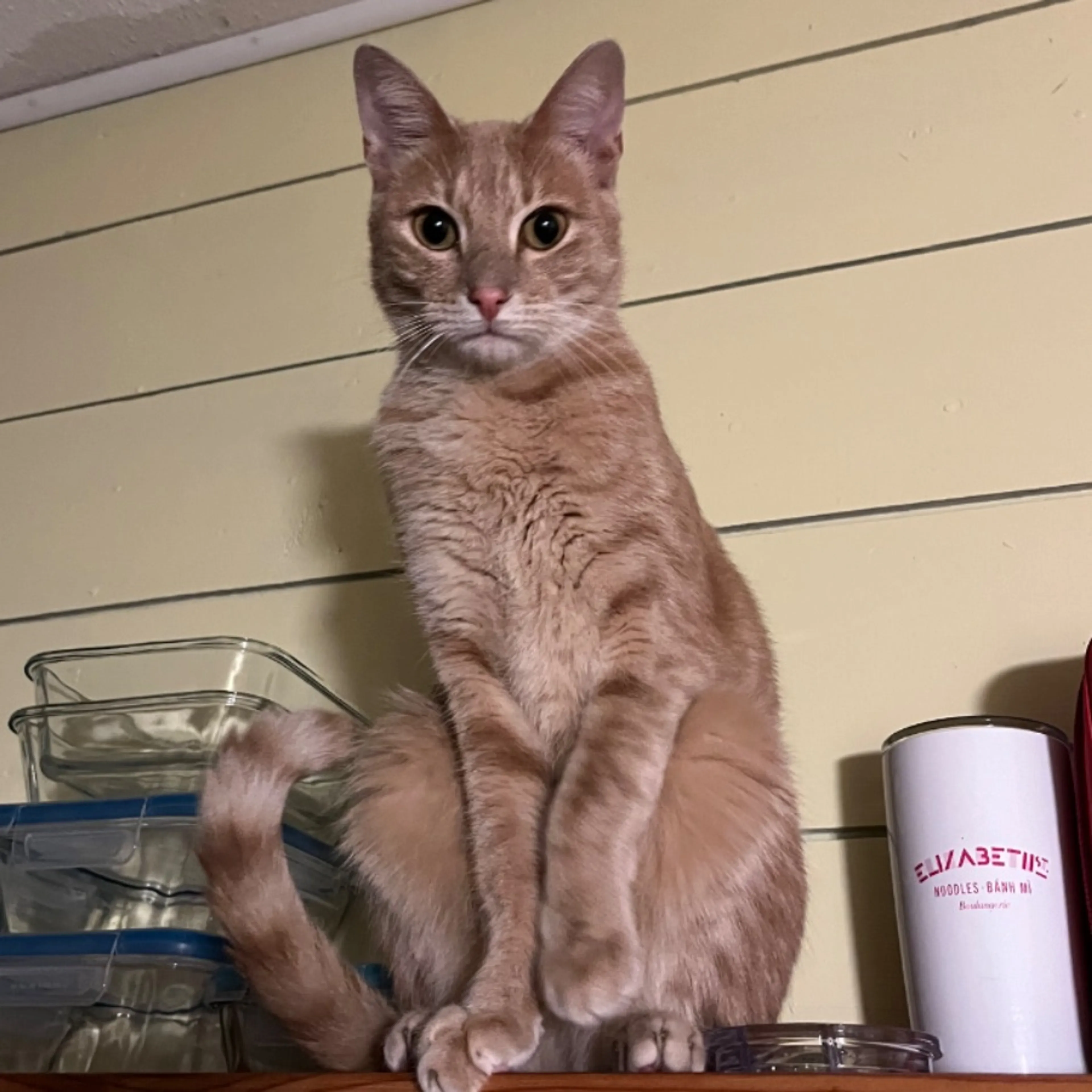 Lost pet-0