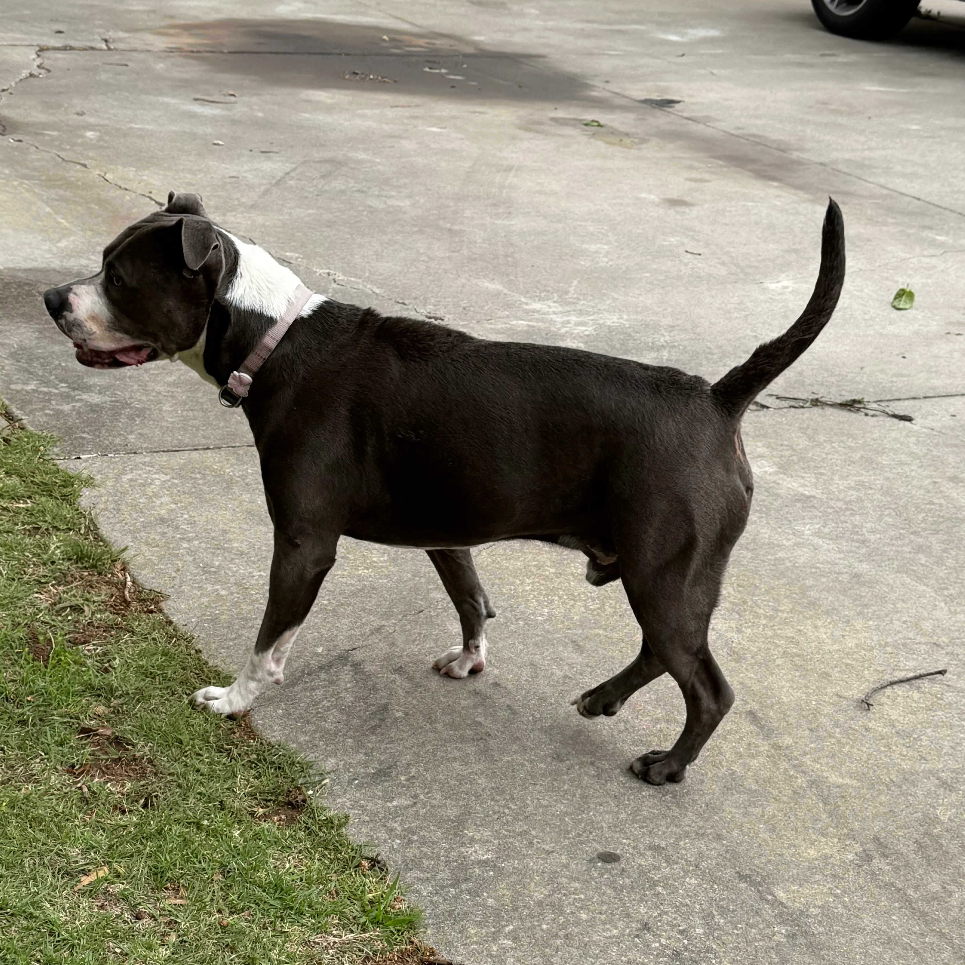 Found pet-1