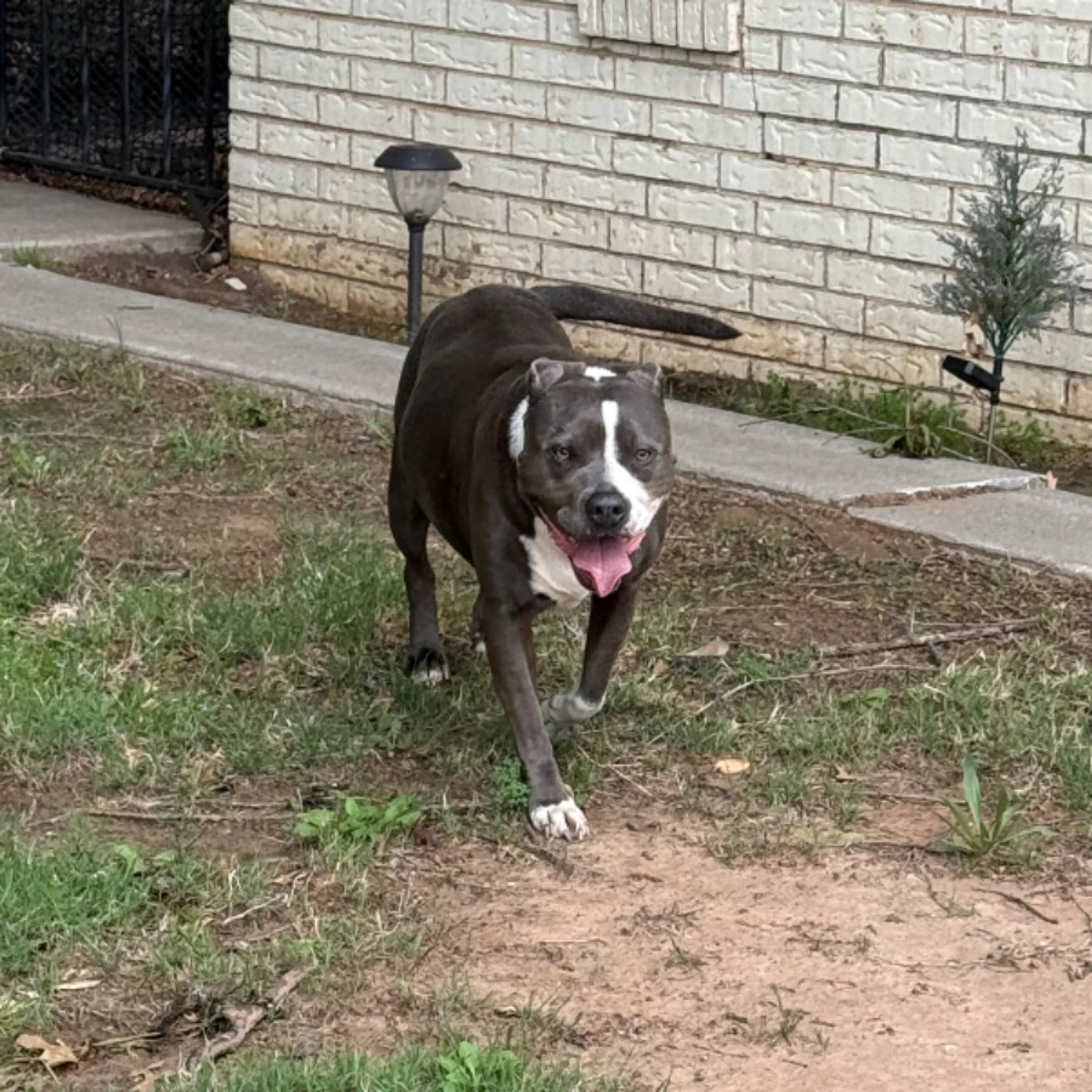 Found pet-0
