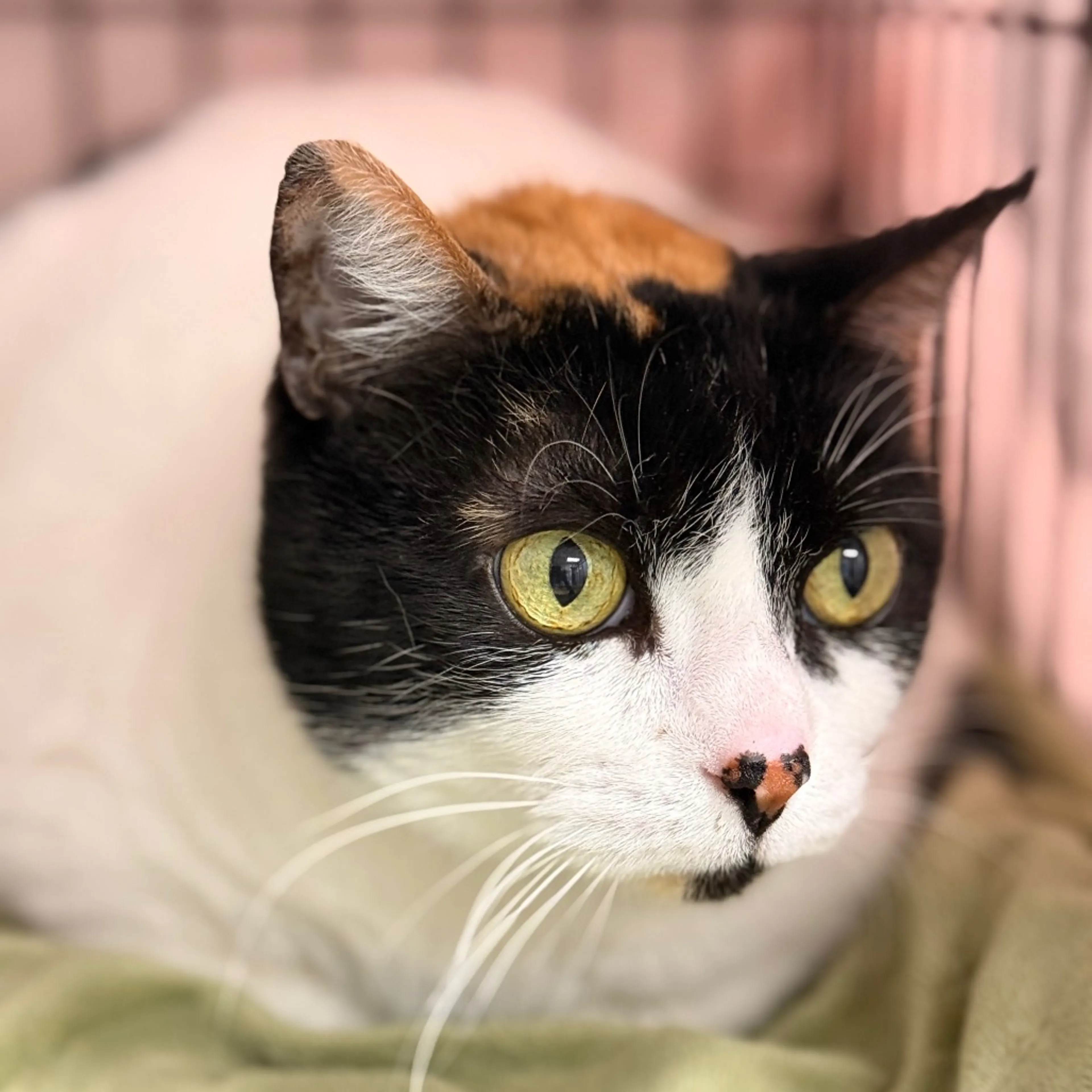 Found pet-2